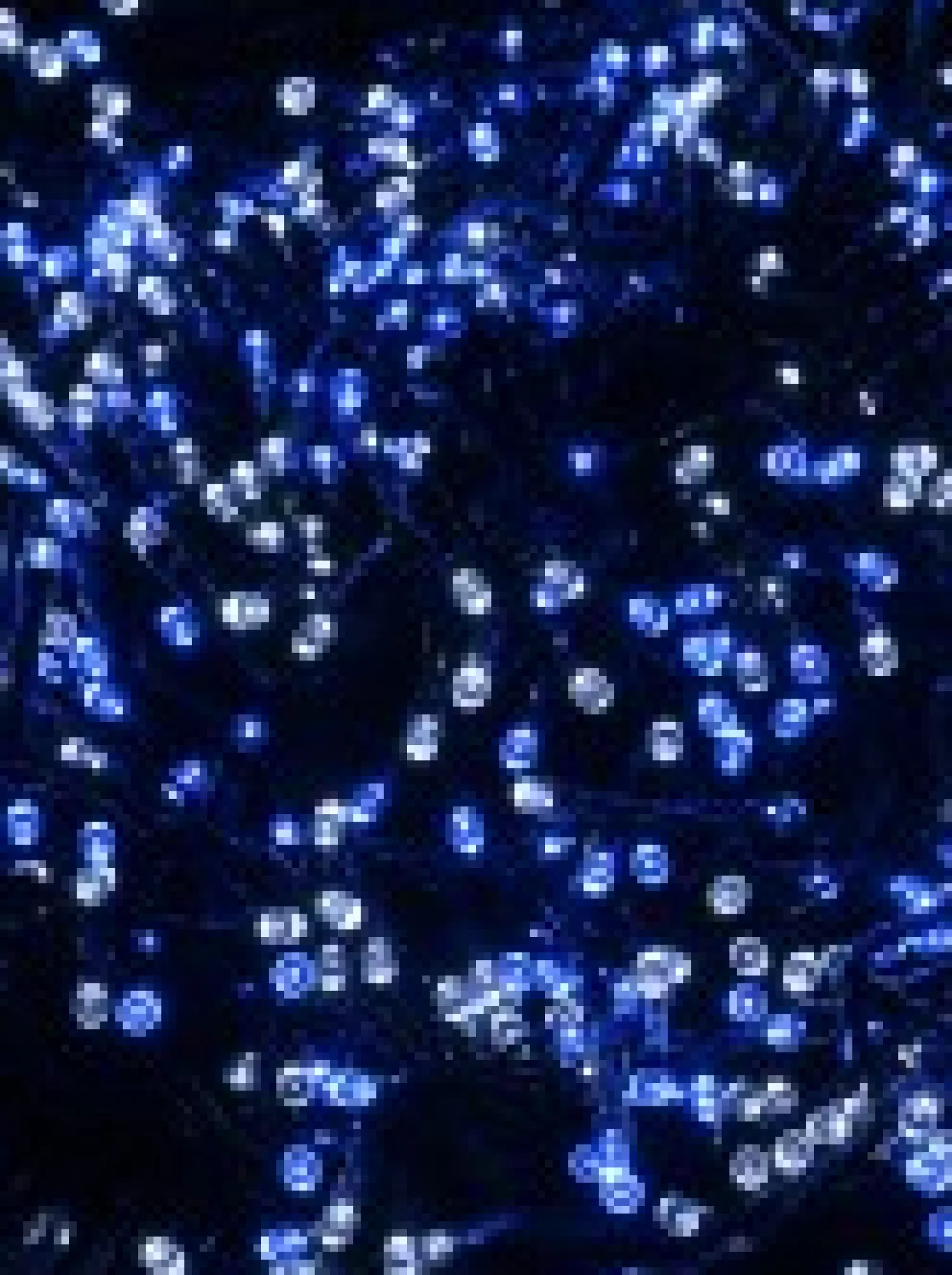 Christmas Warehouse 1000 Blue & Cool White Led Concave Bulb Christmas Fairy String Lights - 50M> Led Fairy Lights
