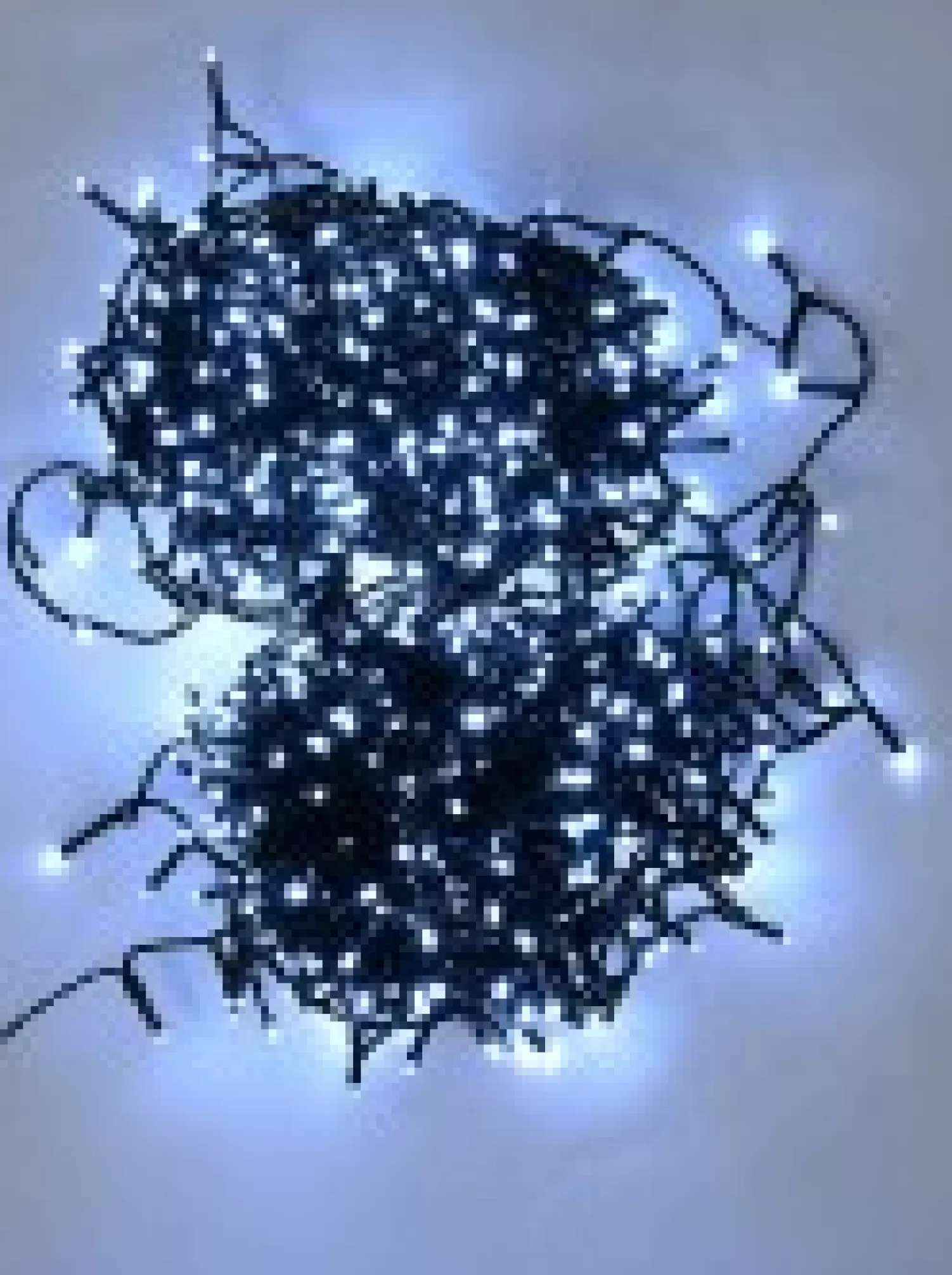 Christmas Warehouse 1000 Cool White Concave Bulb Led Christmas Fairy String Lights - 50M> Led Fairy Lights