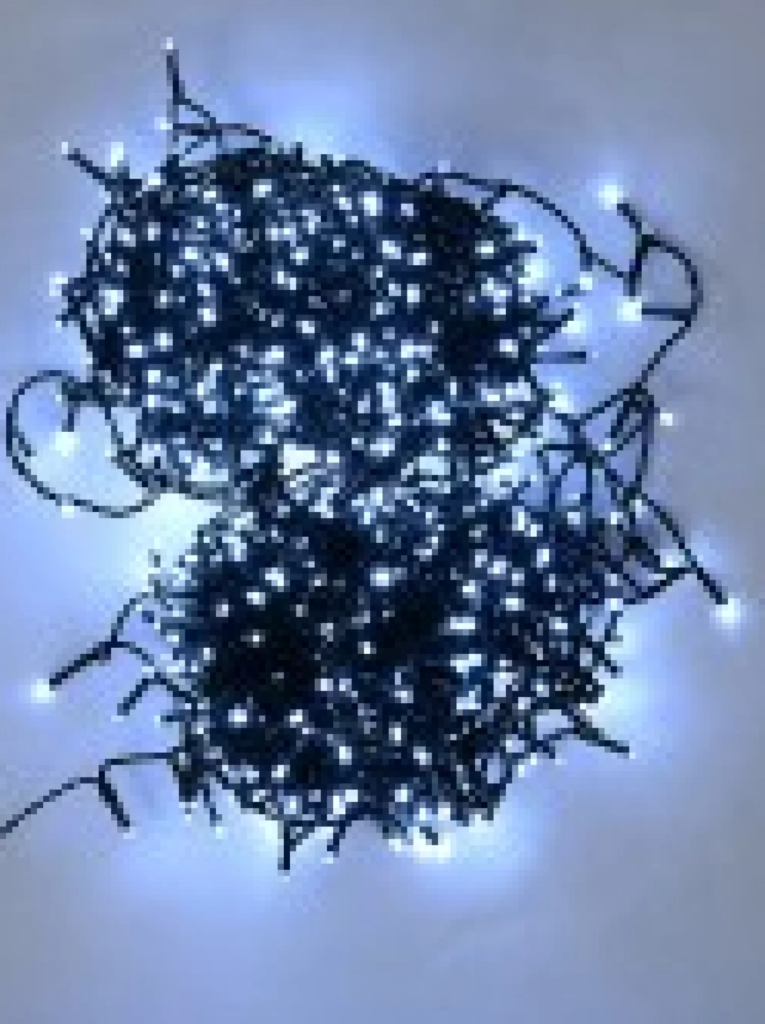 Christmas Warehouse 1000 Cool White Led Concave Bulb Wifi Christmas Fairy String Lights - 50M> Led Fairy Lights