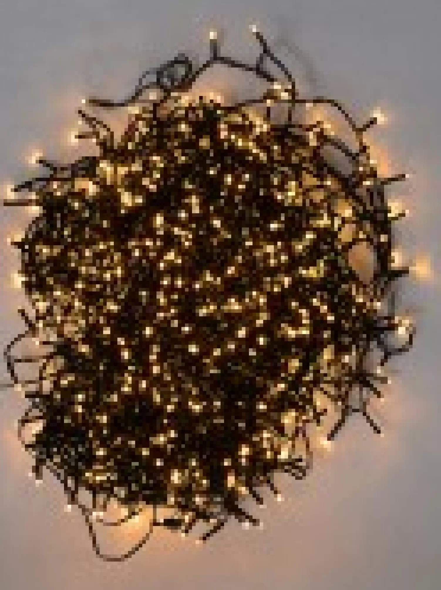 Christmas Warehouse 1000 Warm White Led Concave Bulb Wifi Christmas Fairy String Lights - 50M> Led Fairy Lights
