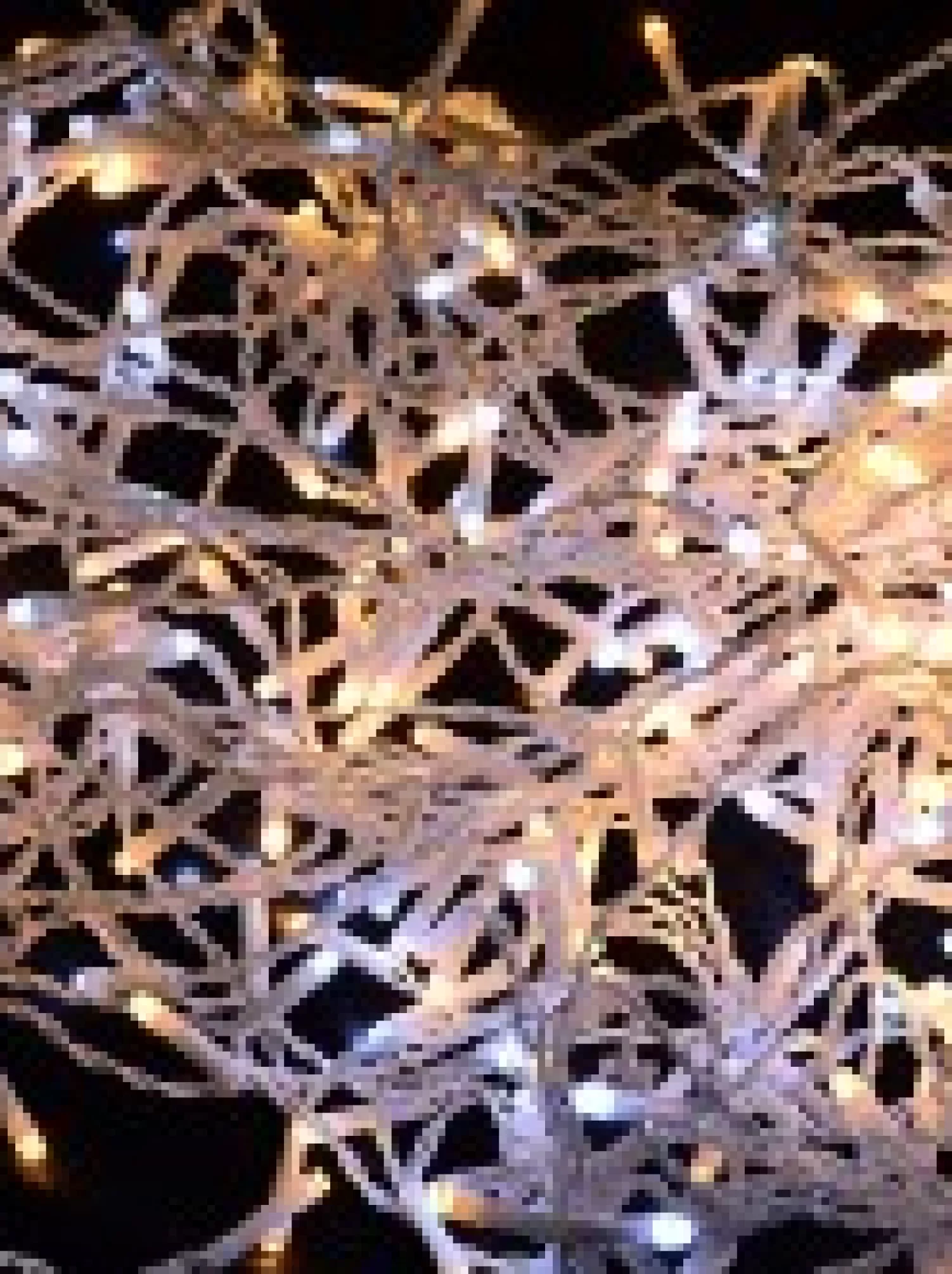 Christmas Warehouse 1008 Warm & Cool White Concave Bulb Led Christmas Icicle String Light - 30M> Icicle Lights