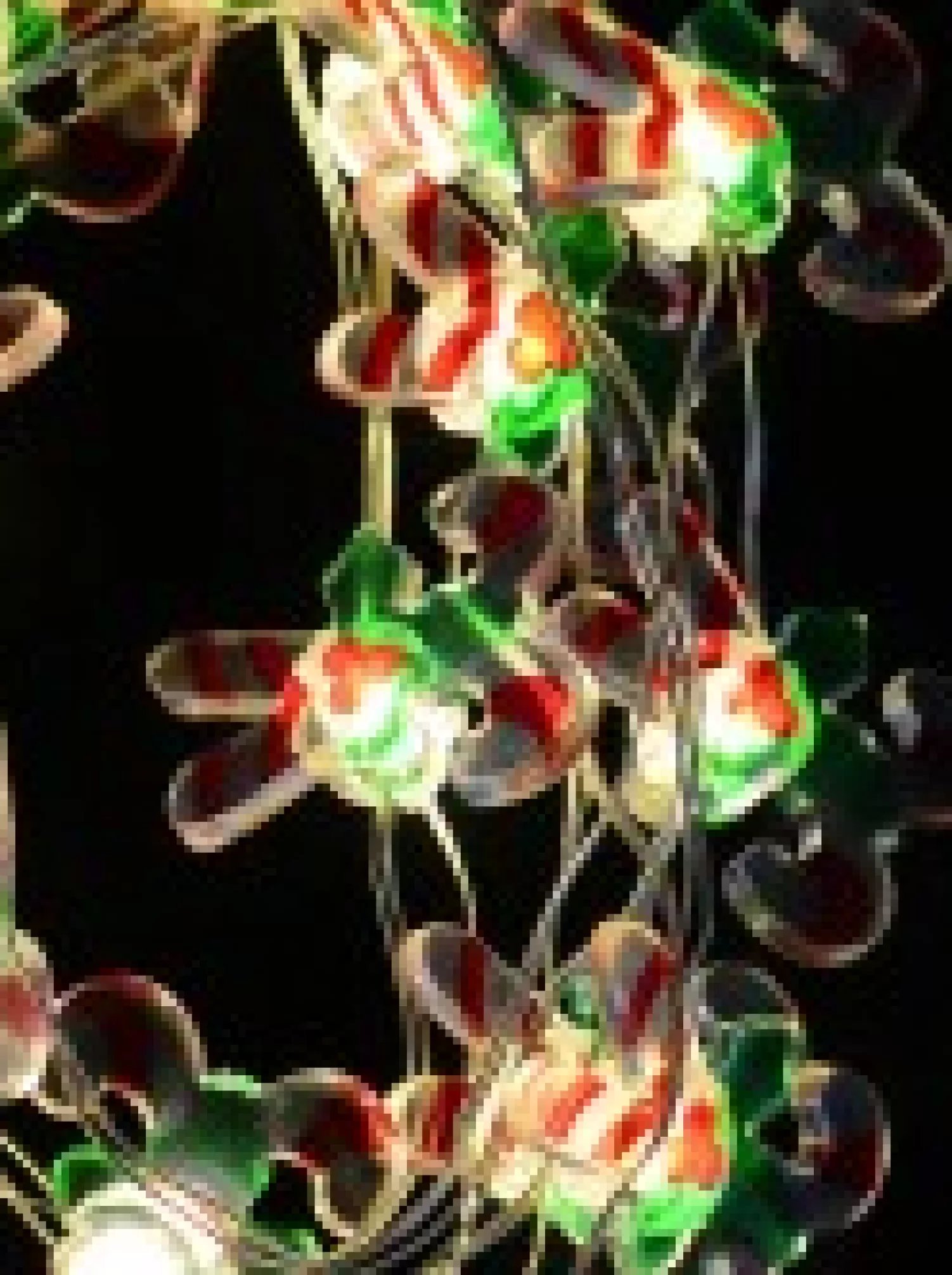 Christmas Warehouse 20 Candy Canes With Warm White Led Bulb Christmas String Battery Lights - 2M> Battery Operated Lights