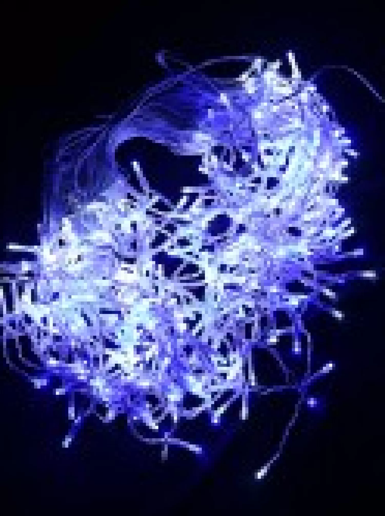 Christmas Warehouse 360 Blue & Cool White Concave Bulb Led Christmas Icicle String Light - 8M> Icicle Lights