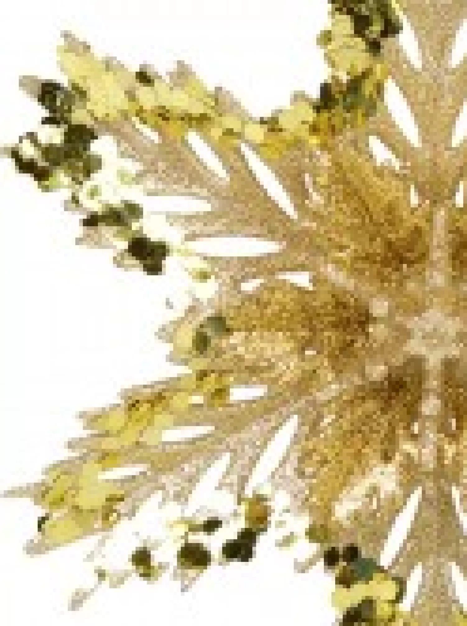 Christmas Warehouse 3D Gold Snowflake With Sequins Christmas Tree Hanging Decoration - 15Cm> Hanging Decorations - Individual