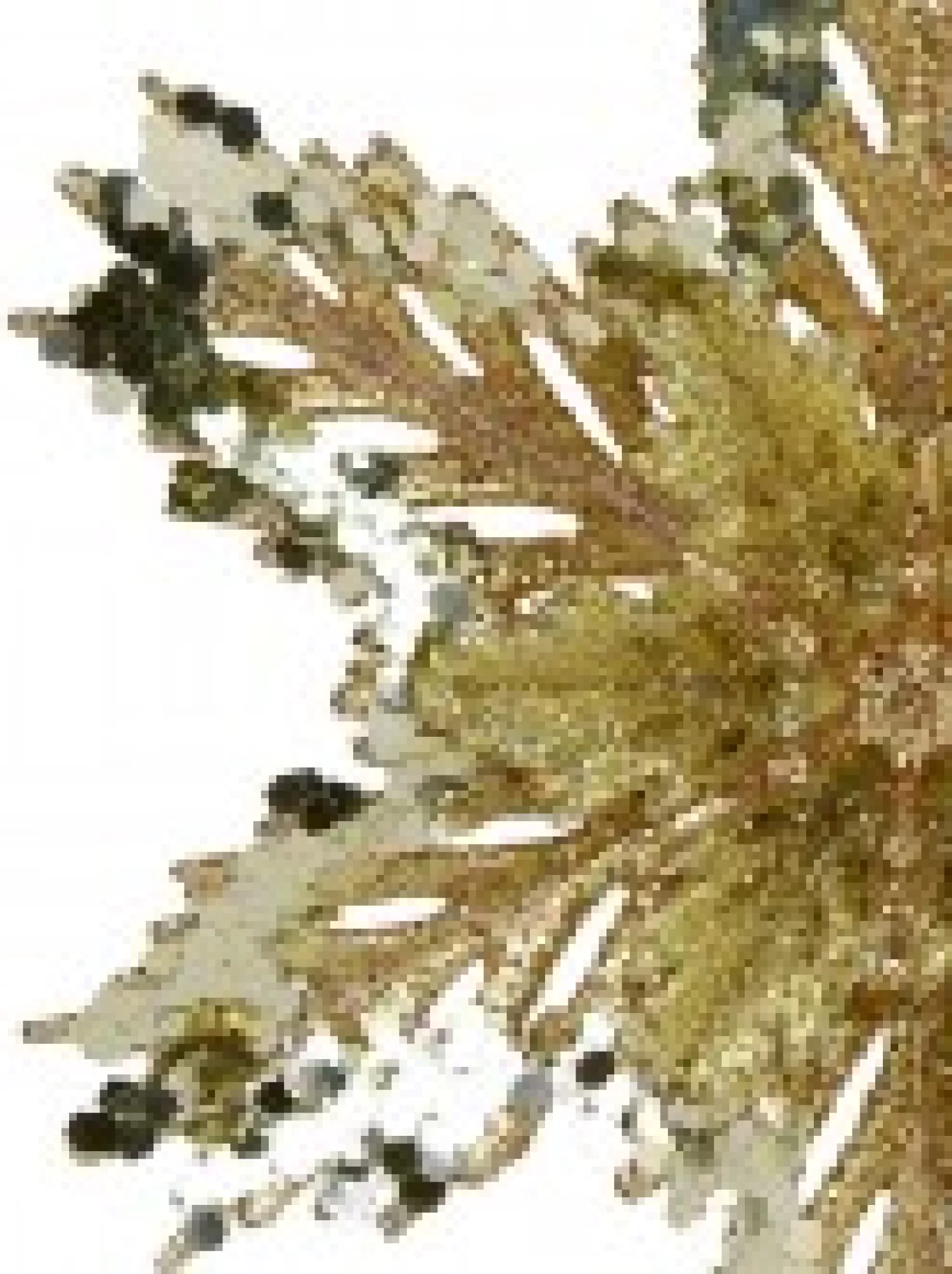 Christmas Warehouse 3D Gold Snowflake With Sequins Christmas Tree Hanging Decoration - 15Cm> Hanging Decorations - Individual