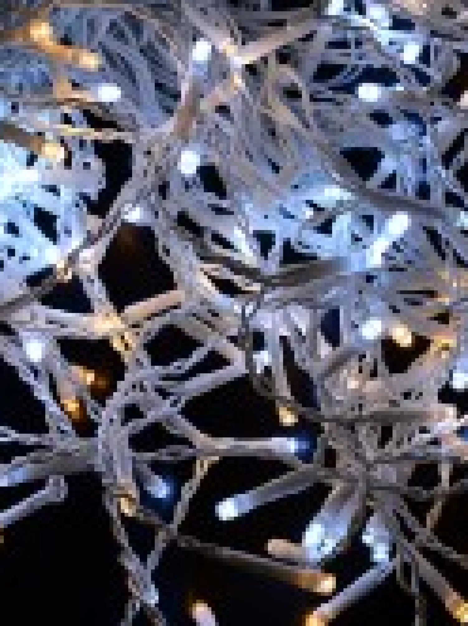Christmas Warehouse 420 Warm & Cool White Concave Bulb Led Christmas Icicle String Light - 10M> Icicle Lights
