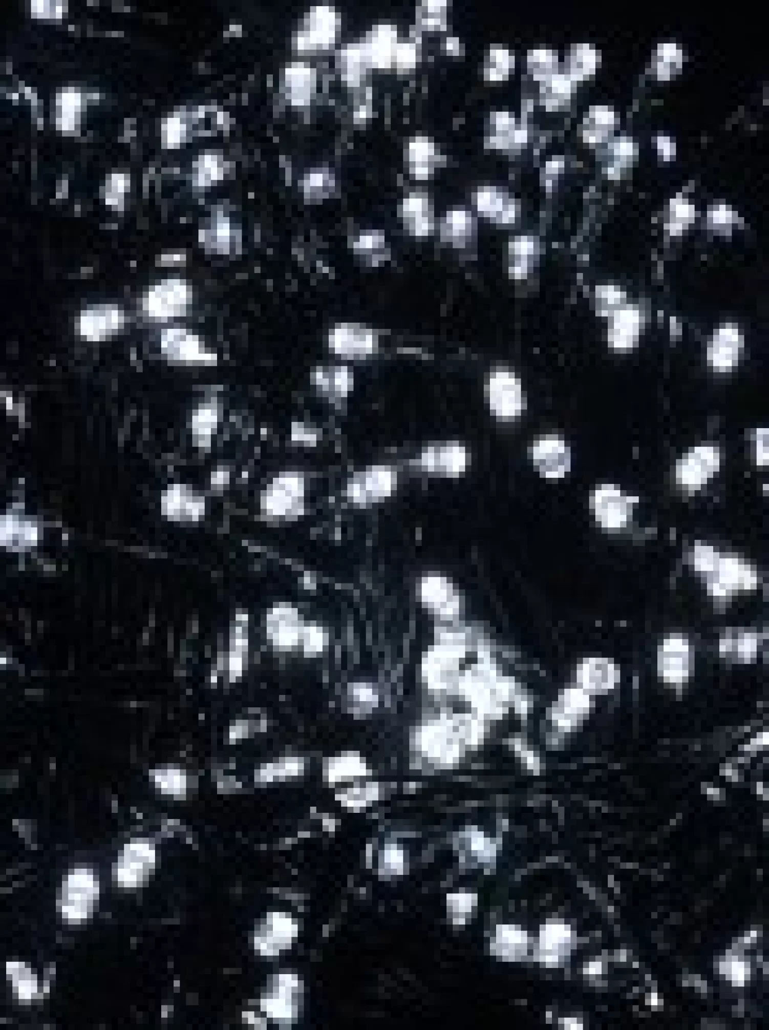 Christmas Warehouse 500 Cool White Led Concave Bulb Christmas Fairy String Lights - 25M> Led Fairy Lights