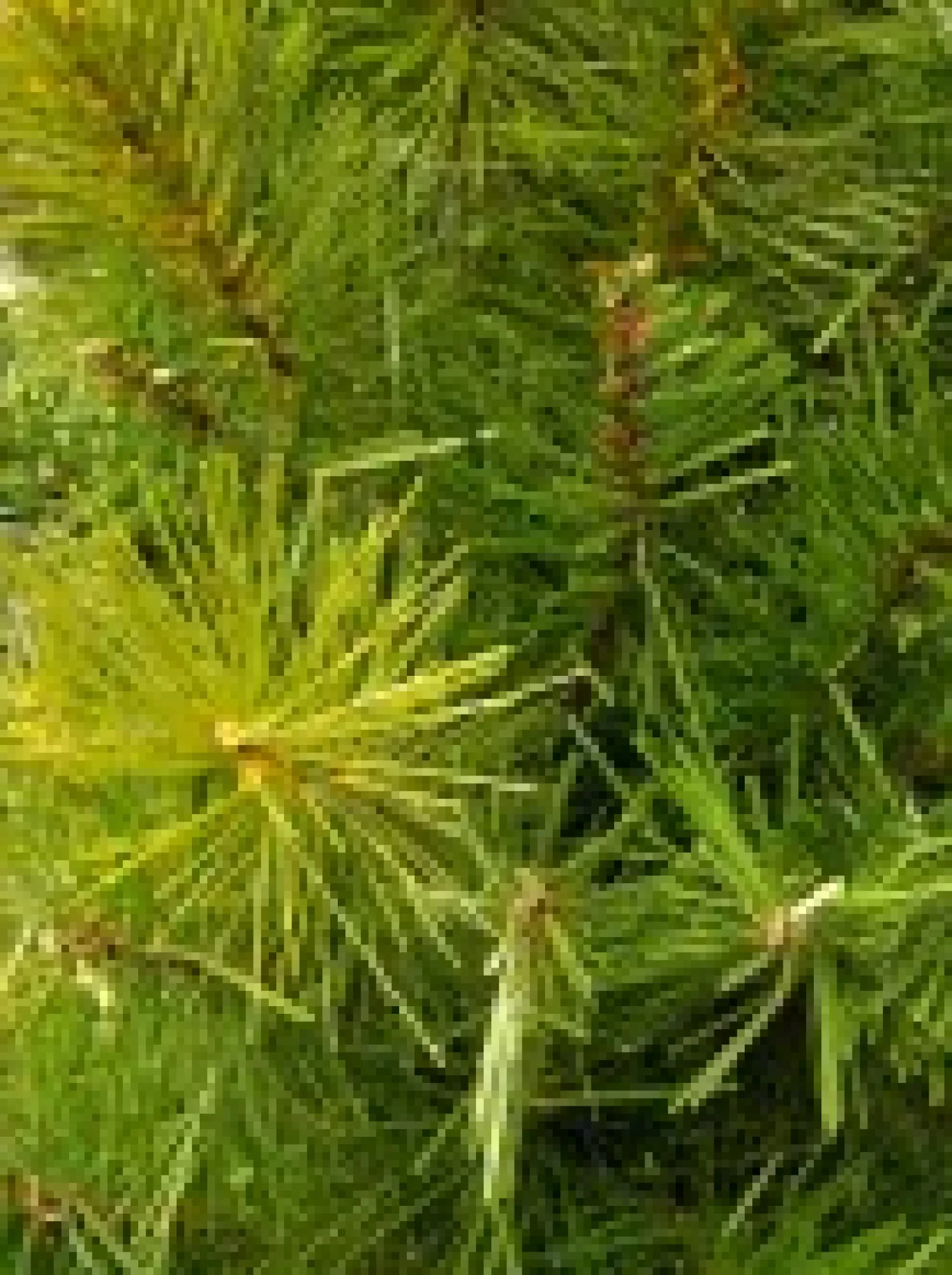 Christmas Warehouse Balsam Pine Table Top Christmas Tree With 104 Tips - 65Cm> Table Top Christmas Trees