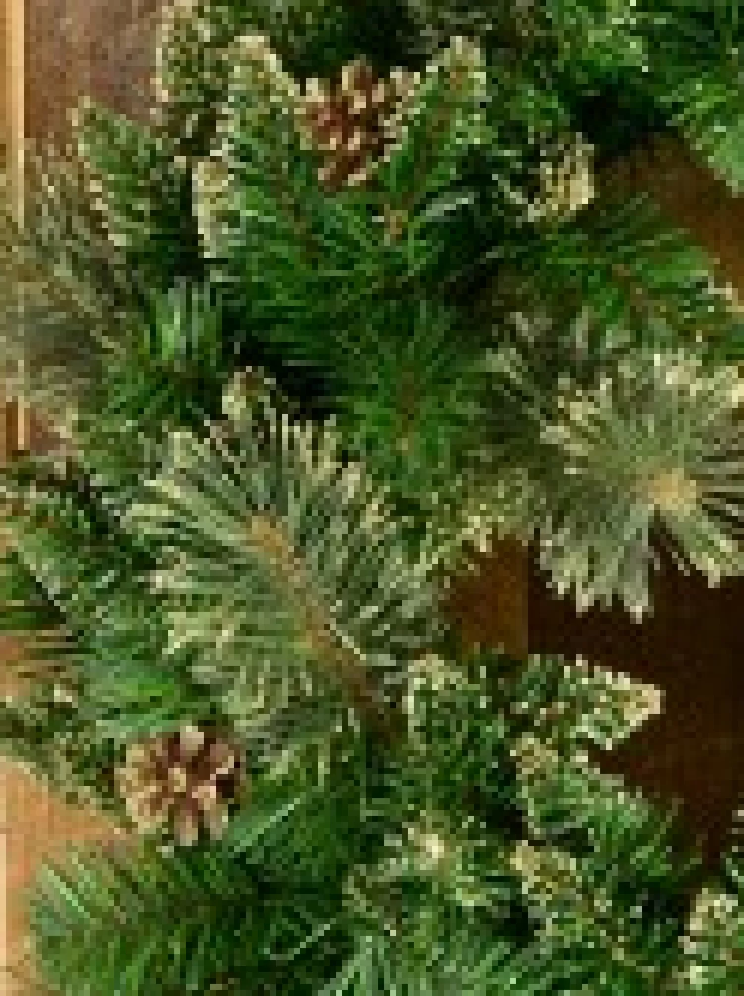 Christmas Warehouse Balsam Pine Wreath With 132 Gold Glittered Tips & Pine Cones - 56Cm> Christmas Wreaths