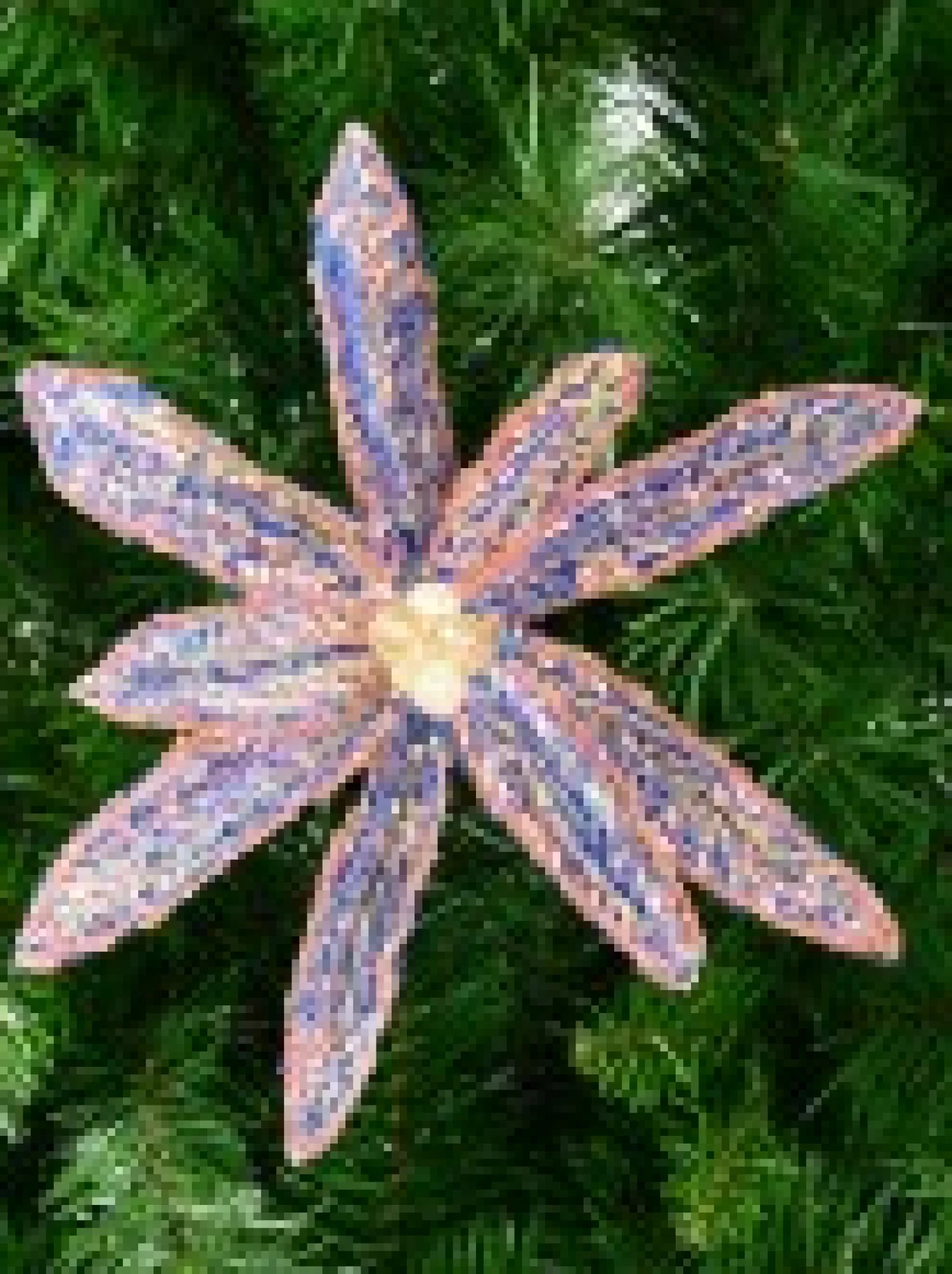 Christmas Warehouse Blue Poinsettia With Iridescent Sequins & Pink Edges Flower Pick - 26Cm> Christmas Picks