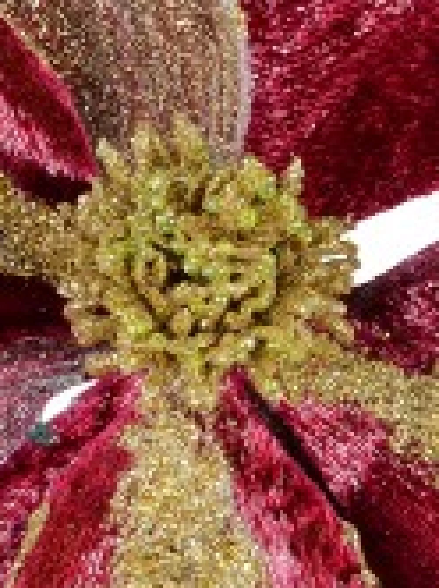 Christmas Warehouse Burgundy With Gold Glitter Magnolia Decorative Christmas Flower Pick - 22Cm> Christmas Picks