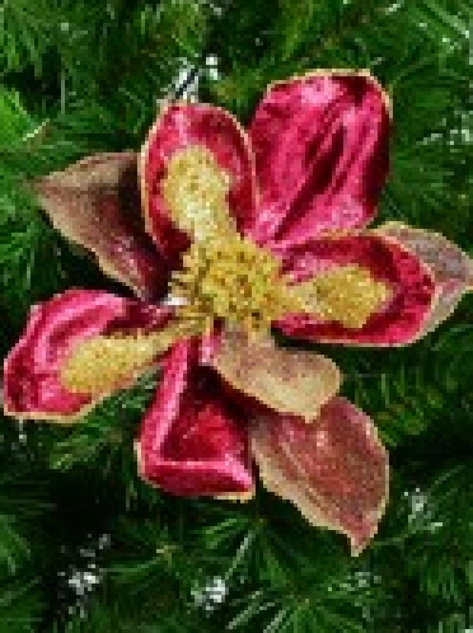 Christmas Warehouse Burgundy With Gold Glitter Magnolia Decorative Christmas Flower Pick - 22Cm> Christmas Picks