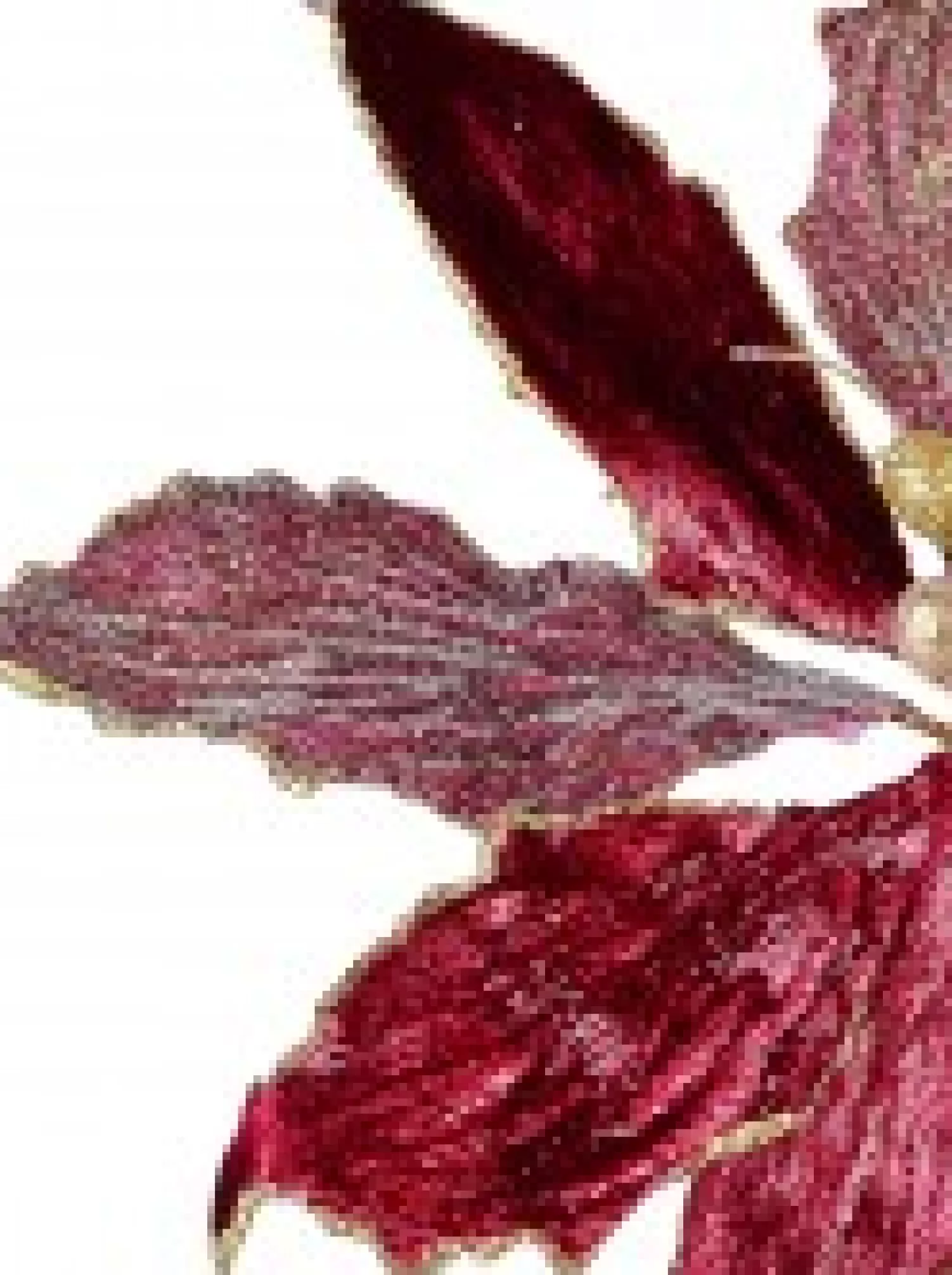 Christmas Warehouse Burgundy With Gold Stamen Poinsettia Decorative Christmas Flower Pick - 26Cm> Christmas Picks