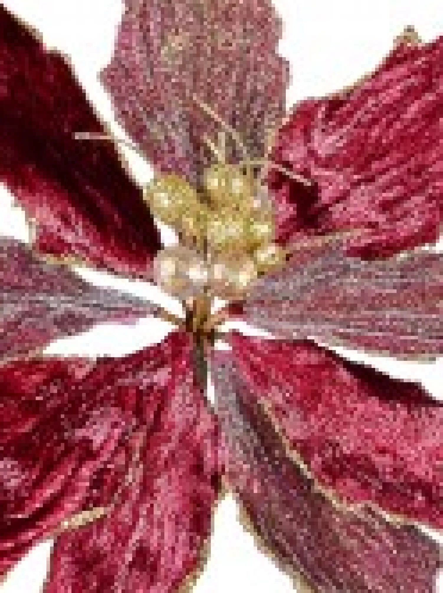 Christmas Warehouse Burgundy With Gold Stamen Poinsettia Decorative Christmas Flower Pick - 26Cm> Christmas Picks