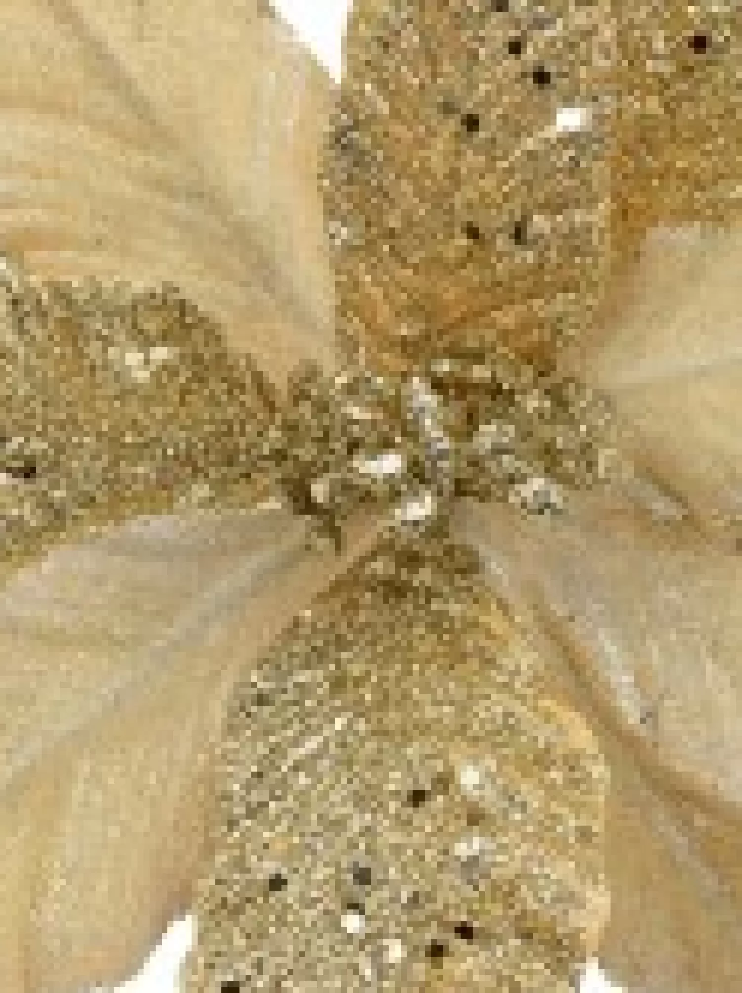 Christmas Warehouse Champagne Glitter & Dew Like Petals Decorative Christmas Flower Pick - 32Cm> Christmas Picks