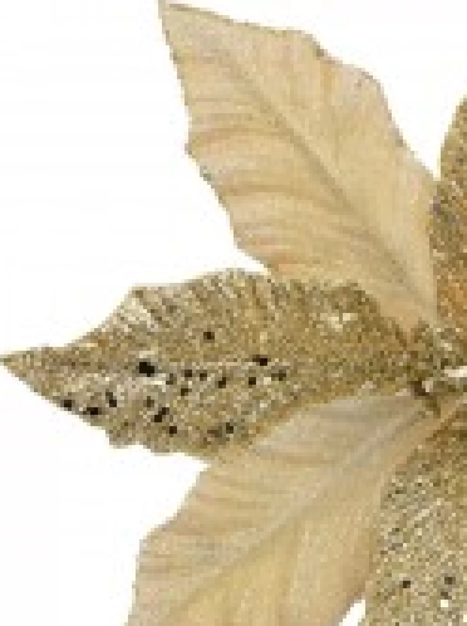 Christmas Warehouse Champagne Glitter & Dew Like Petals Decorative Christmas Flower Pick - 32Cm> Christmas Picks