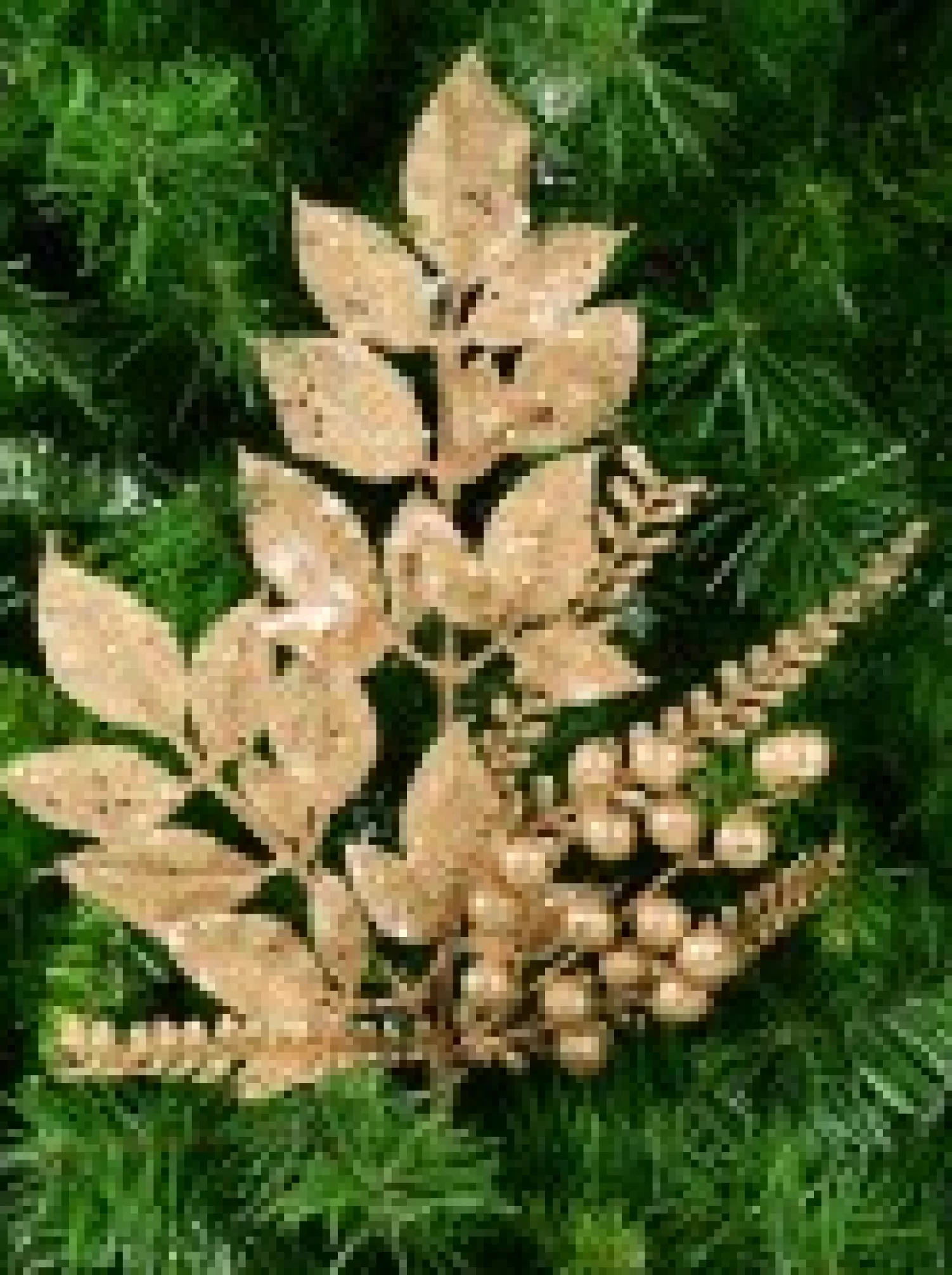 Christmas Warehouse Champagne Glitter Mixed Foliage With Pinecone & Berries Christmas Pick - 28Cm> Christmas Picks