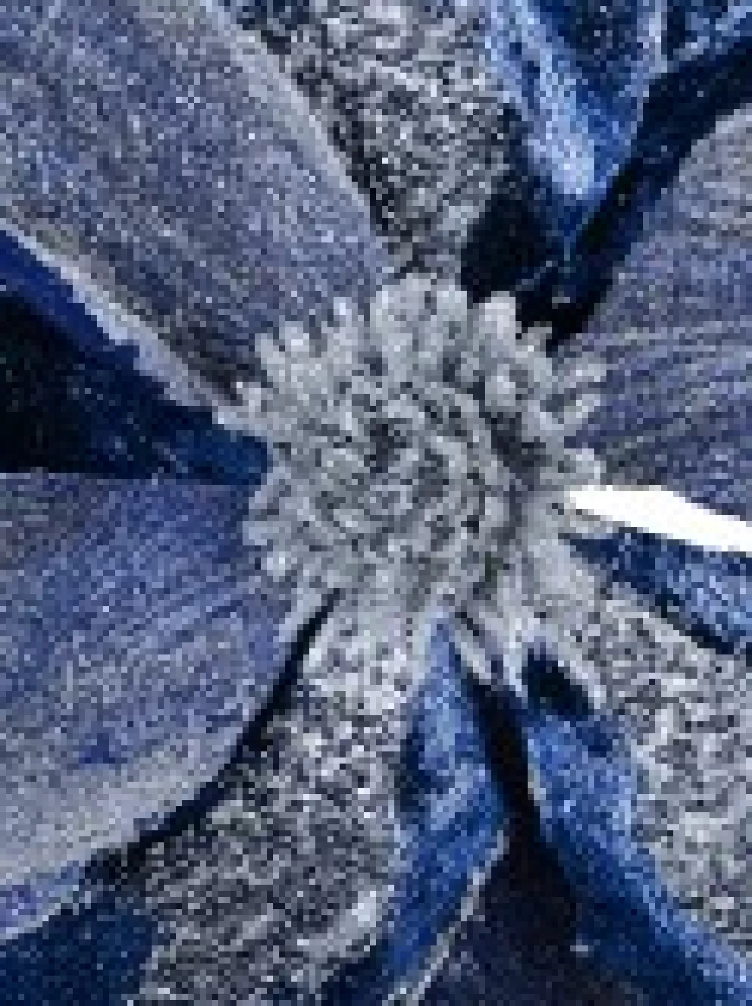 Christmas Warehouse Dark Blue With Silver Glitter Magnolia Decorative Christmas Flower Pick - 22Cm> Christmas Picks