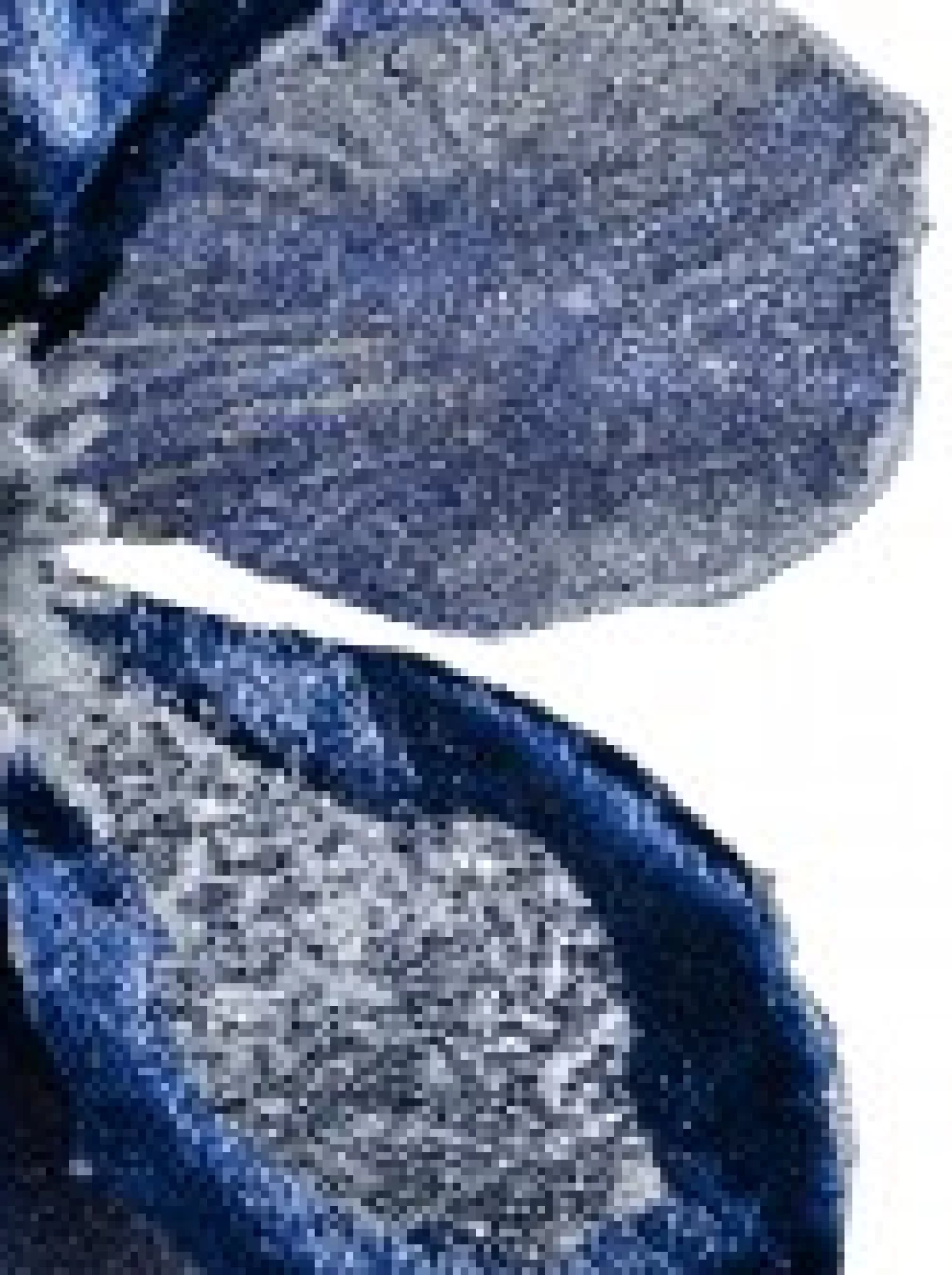Christmas Warehouse Dark Blue With Silver Glitter Magnolia Decorative Christmas Flower Pick - 22Cm> Christmas Picks