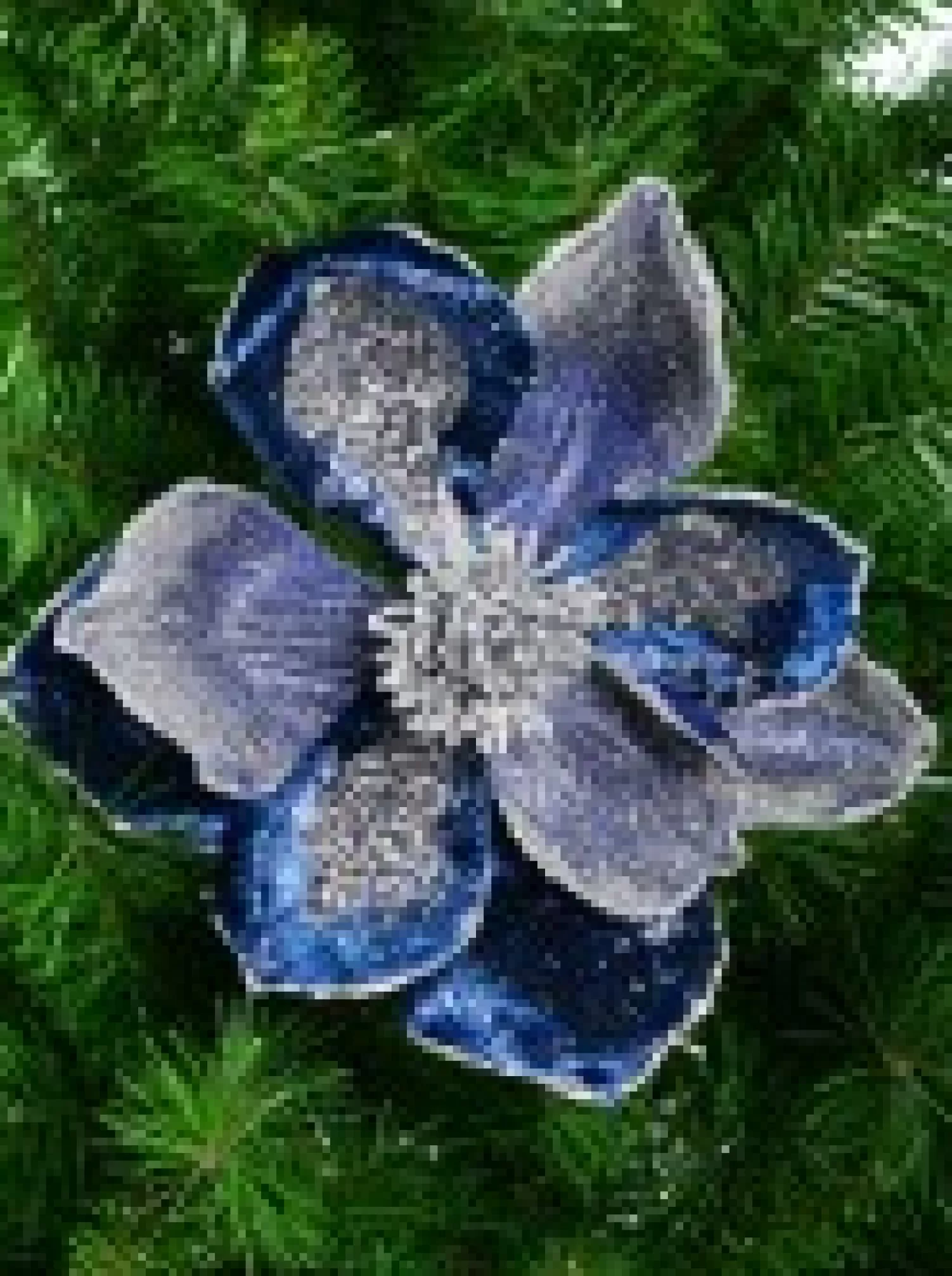 Christmas Warehouse Dark Blue With Silver Glitter Magnolia Decorative Christmas Flower Pick - 22Cm> Christmas Picks