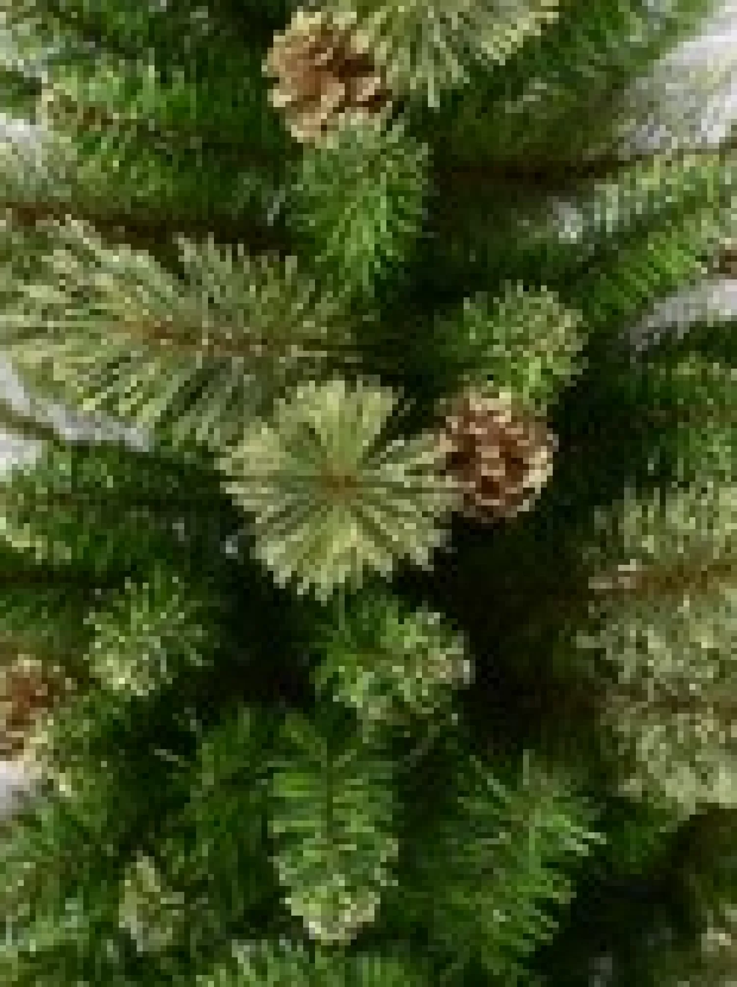 Christmas Warehouse Dawn Dew Light Traditional Christmas Tree With Pine Cones & 1164 Tips - 2.3M> Traditional Christmas Trees