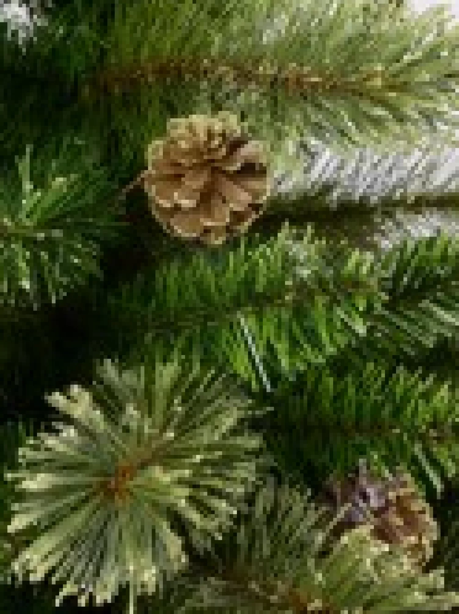 Christmas Warehouse Dawn Dew Light Traditional Christmas Tree With Pine Cones & 1164 Tips - 2.3M> Traditional Christmas Trees
