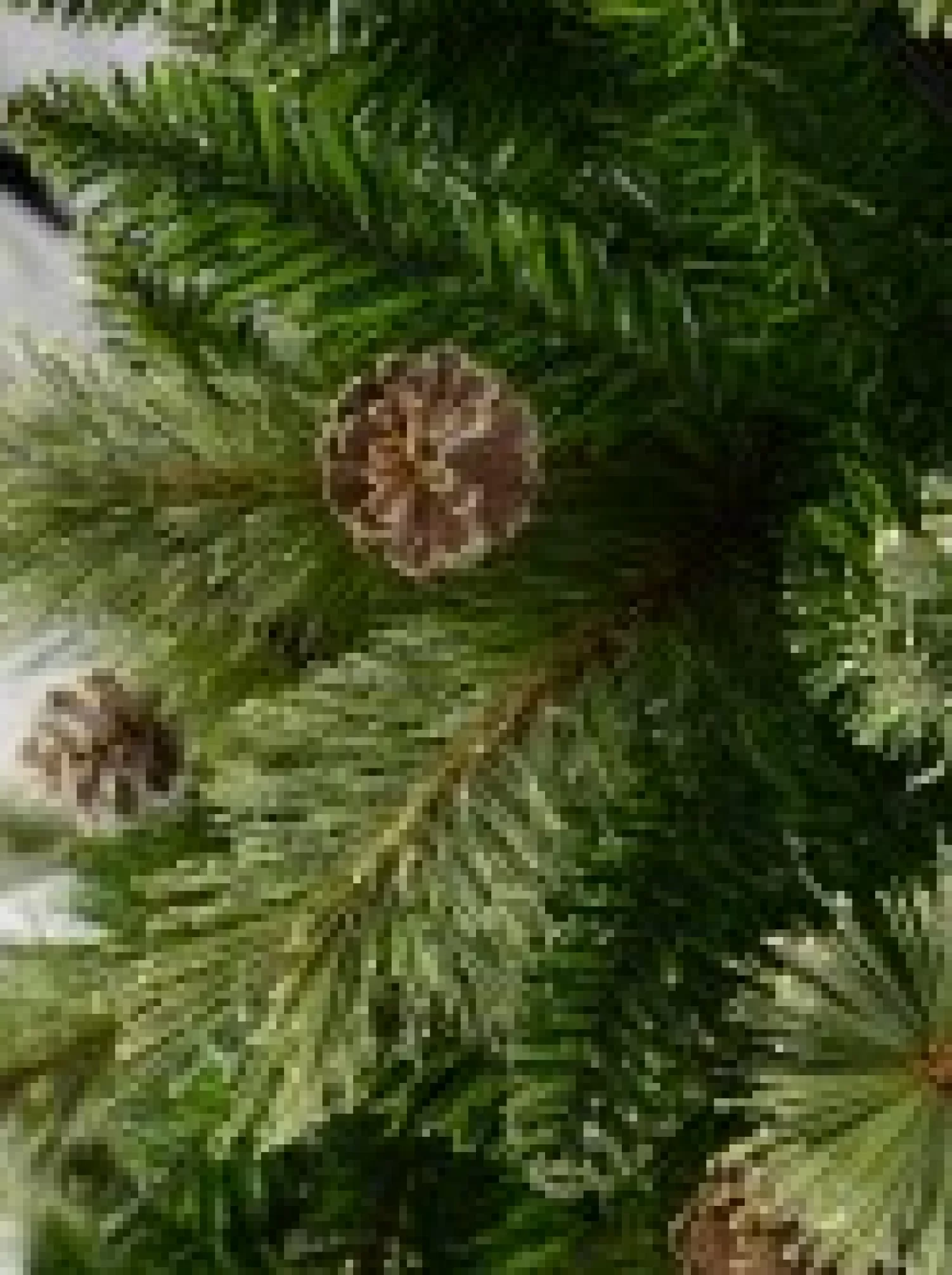 Christmas Warehouse Dawn Dew Light Traditional Christmas Tree With Pine Cones & 1164 Tips - 2.3M> Traditional Christmas Trees
