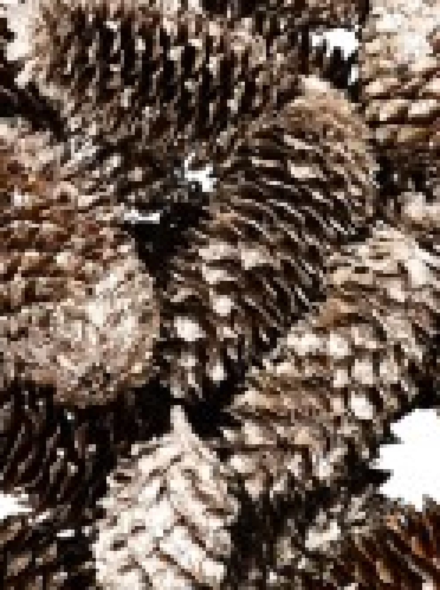Christmas Warehouse Decorative Gold & Champagne Glittered Natural Christmas Pine Cones - 100G> Natural Christmas Decorations