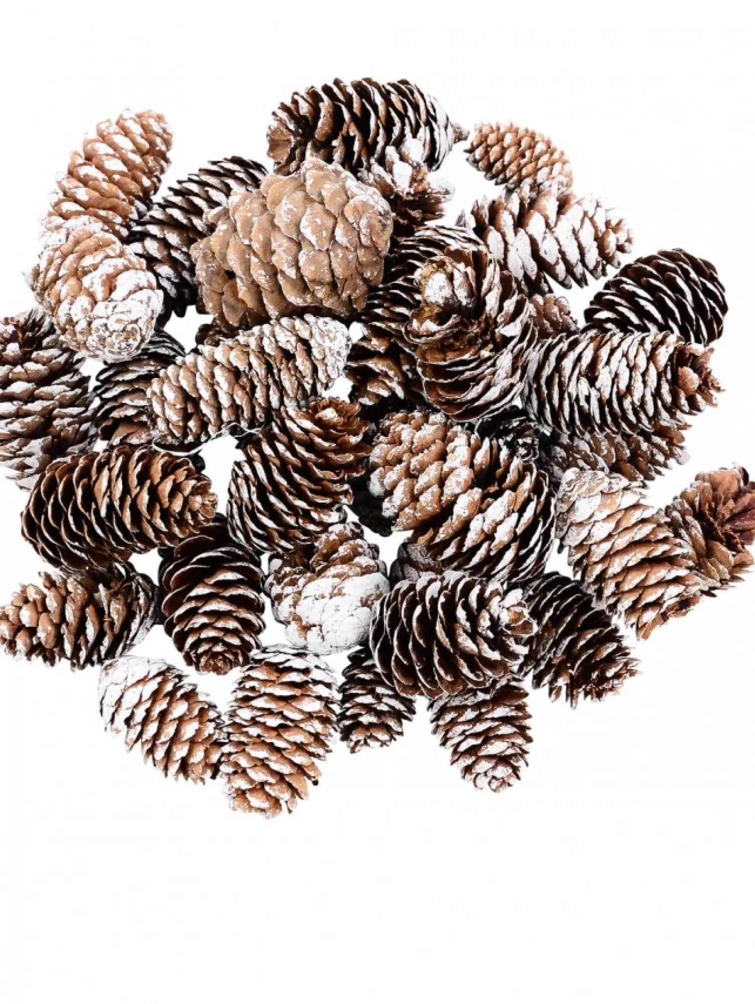 Christmas Warehouse Decorative White Frosted Natural Christmas Long Pine Cones - 100G> Natural Christmas Decorations