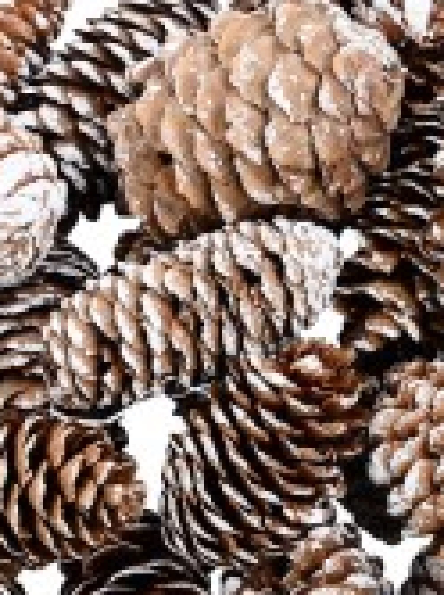 Christmas Warehouse Decorative White Frosted Natural Christmas Long Pine Cones - 100G> Natural Christmas Decorations