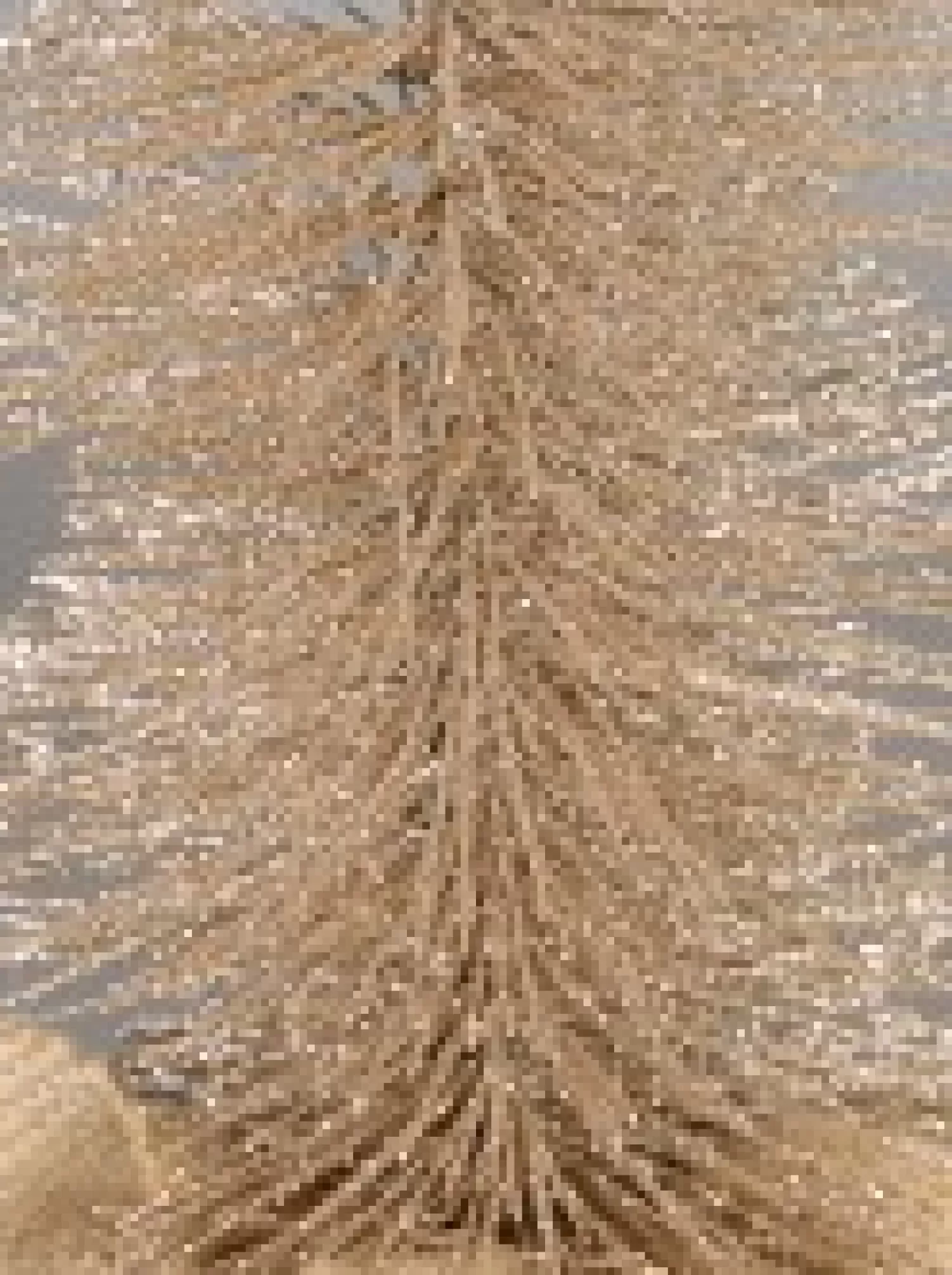 Christmas Warehouse Glittered Champagne Spiral Pine Needle Christmas Table Top Tree - 20Cm> Table Top Christmas Trees