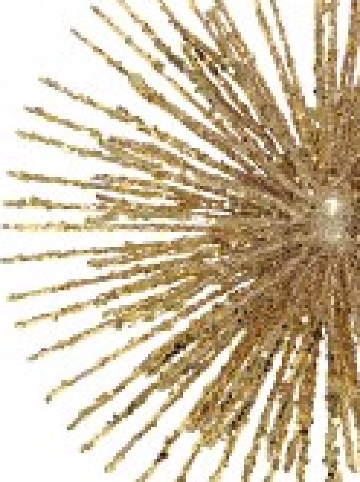 Christmas Warehouse Glittered Champagne Starburst Christmas Tree Topper Decoration - 38Cm> Tree Top Decorations