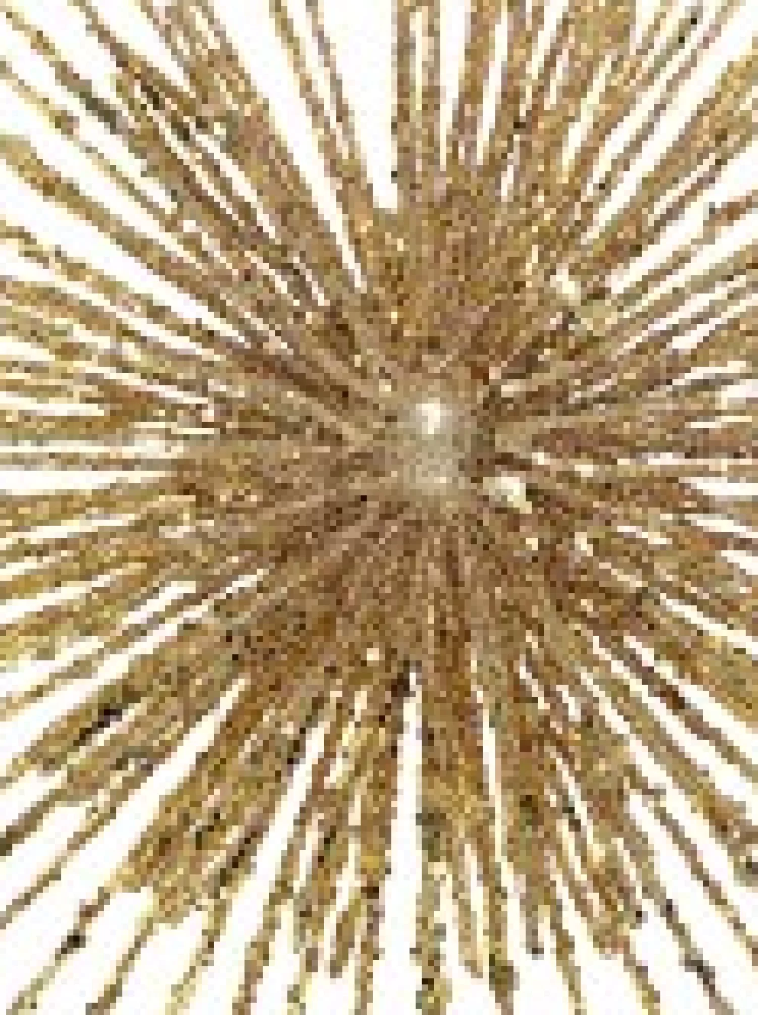Christmas Warehouse Glittered Champagne Starburst Christmas Tree Topper Decoration - 38Cm> Tree Top Decorations
