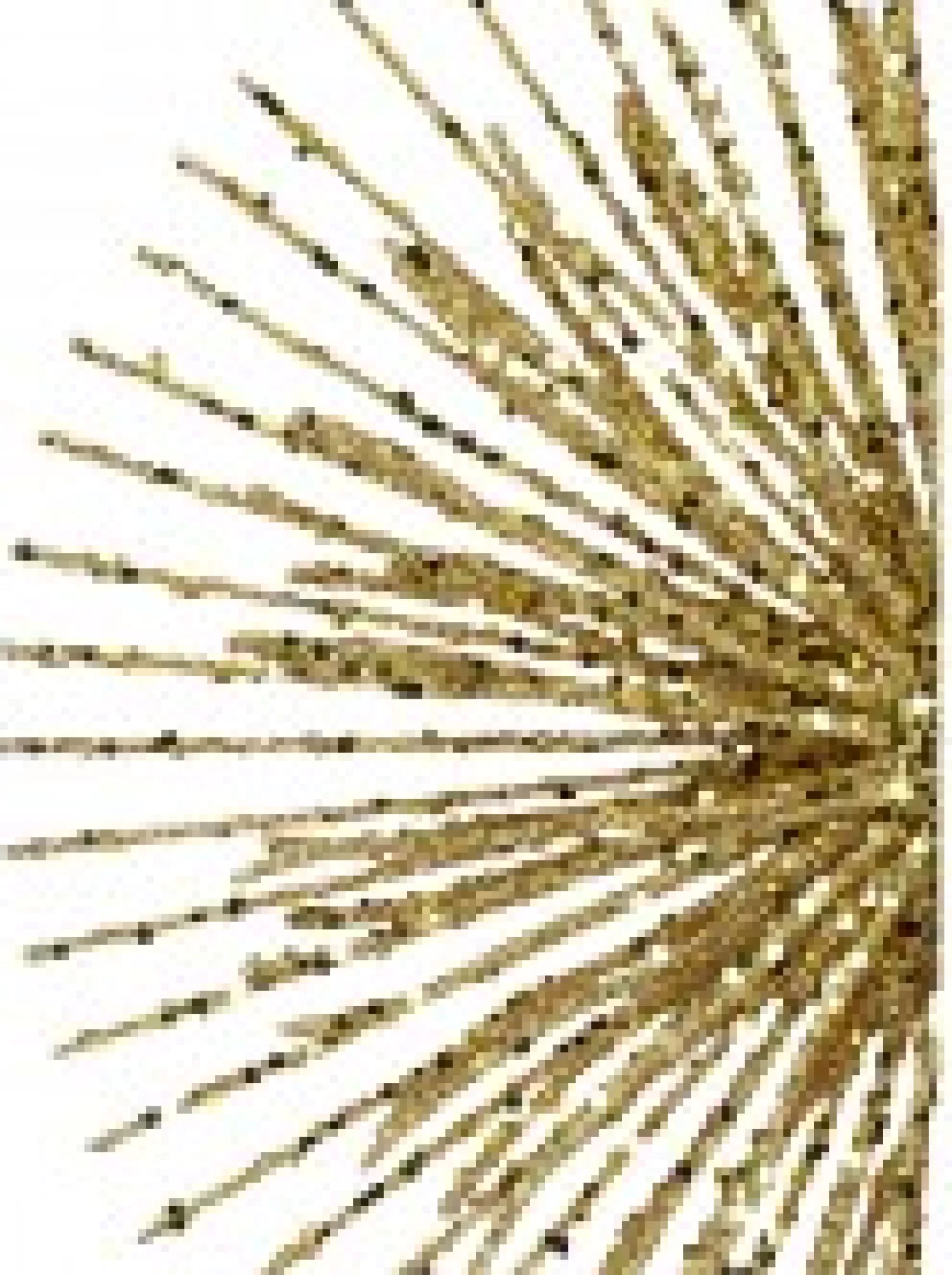 Christmas Warehouse Glittered Gold Starburst Christmas Tree Topper Decoration - 38Cm> Tree Top Decorations