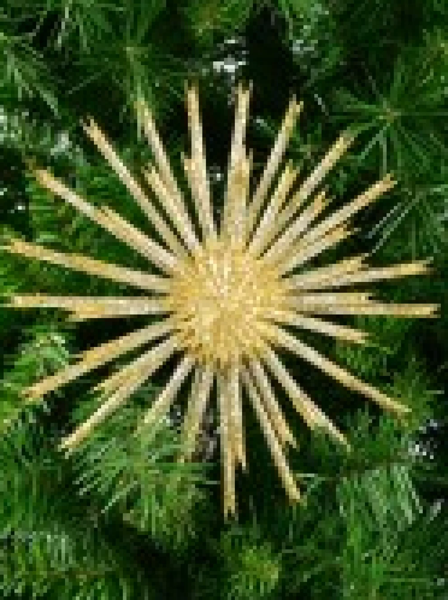 Christmas Warehouse Gold & Platinum Glittered Starburst Decorative Christmas Ornament Pick - 25Cm> Christmas Picks