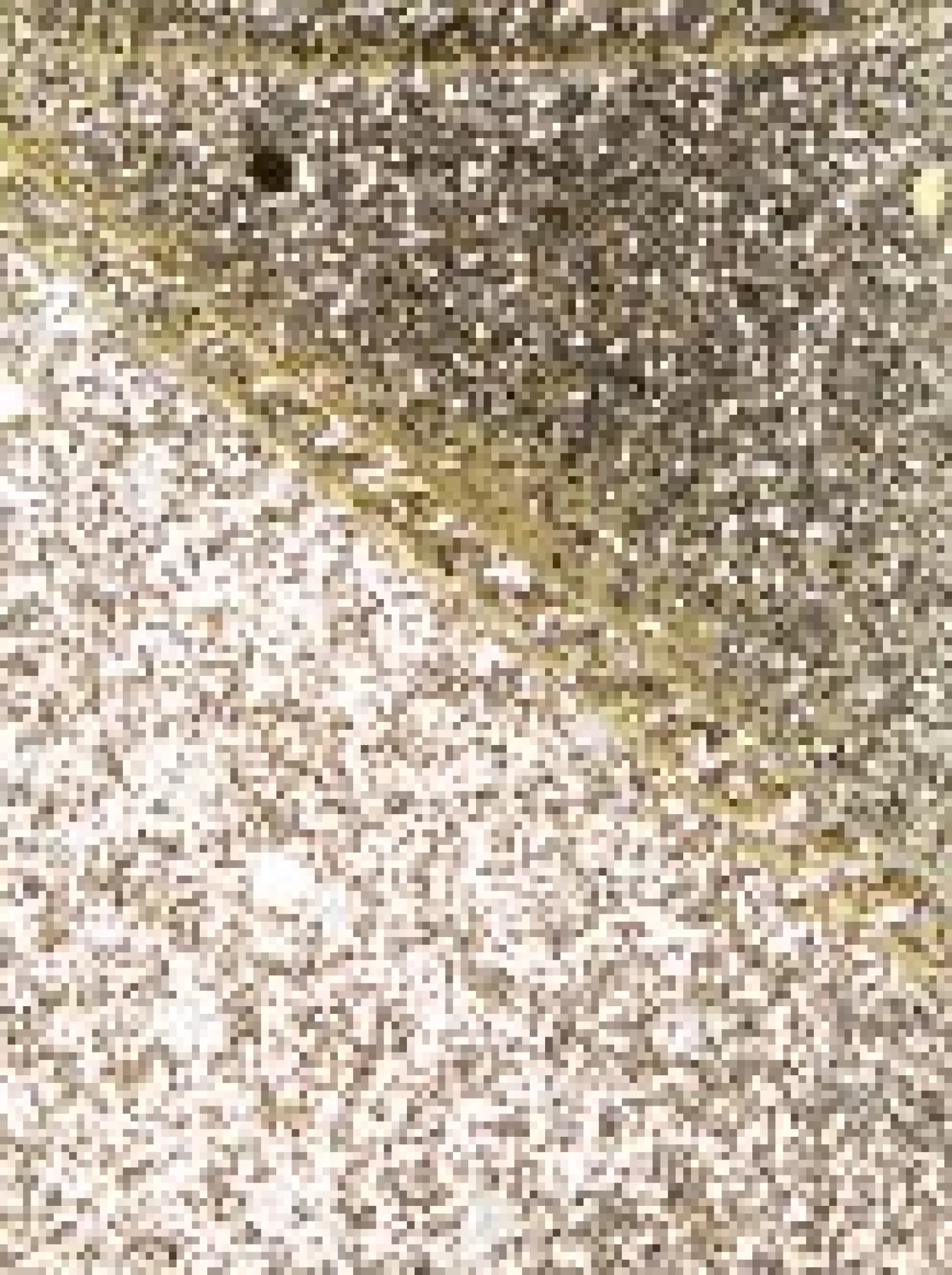 Christmas Warehouse Gold Glitter & Flecks Christmas Ribbon With Gold Glitter Edging - 3M> Christmas Ribbon