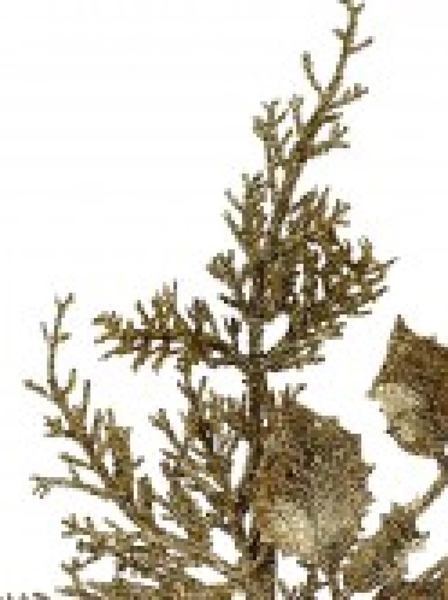Christmas Warehouse Gold Glitter Mixed Foliage With Pine Cone & Berries Christmas Spray Pick - 28Cm> Christmas Picks