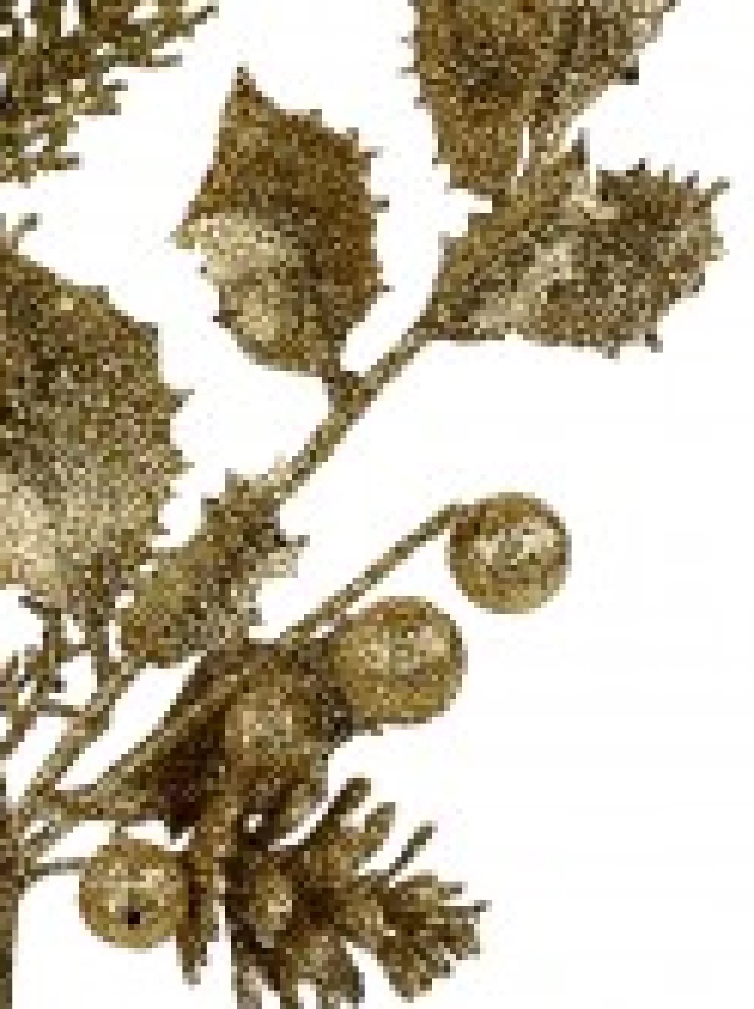 Christmas Warehouse Gold Glitter Mixed Foliage With Pine Cone & Berries Christmas Spray Pick - 28Cm> Christmas Picks
