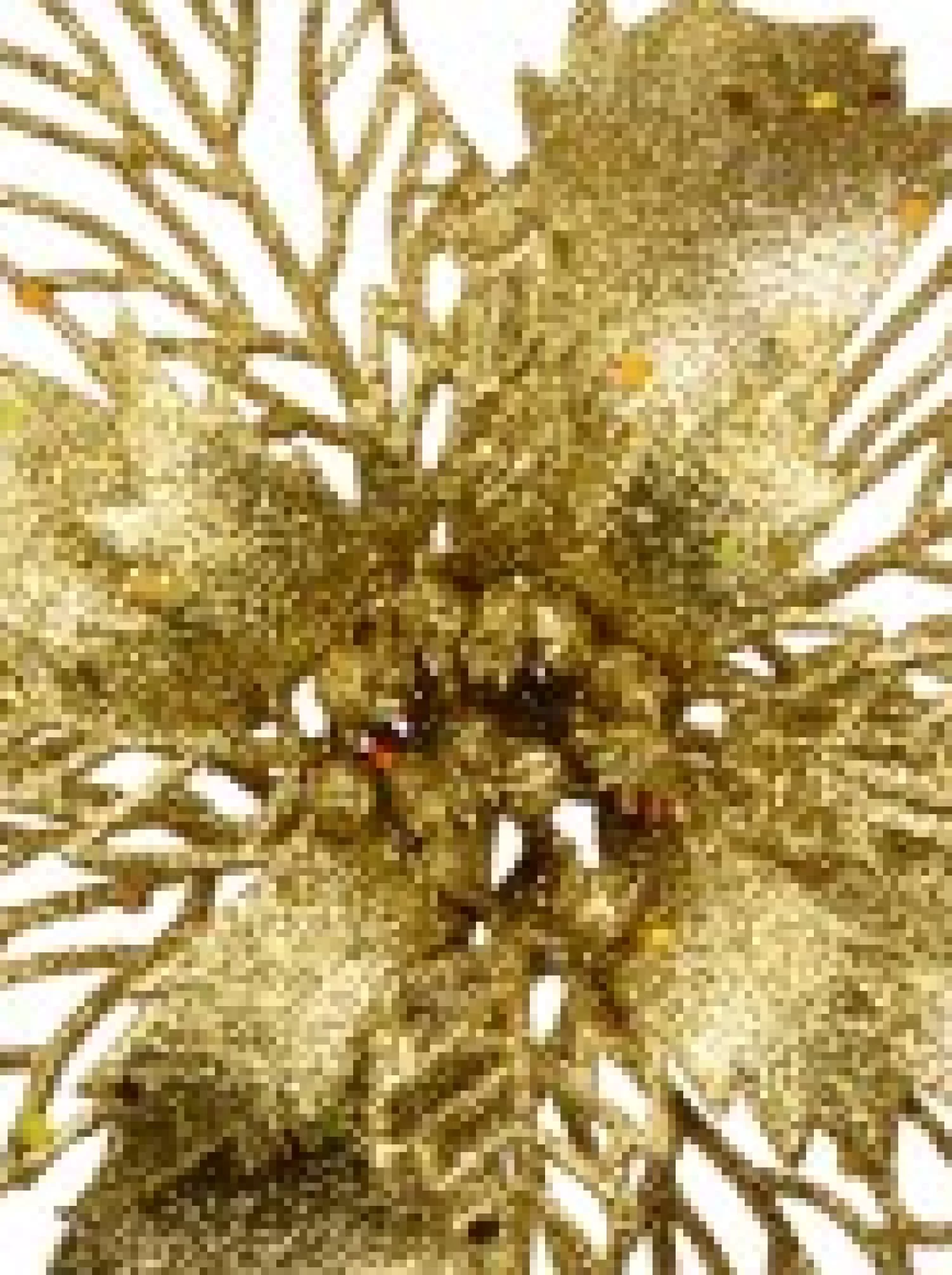 Christmas Warehouse Gold Glitter Petal & Leaf Poinsettia Decorative Christmas Flower Pick - 18Cm> Christmas Picks