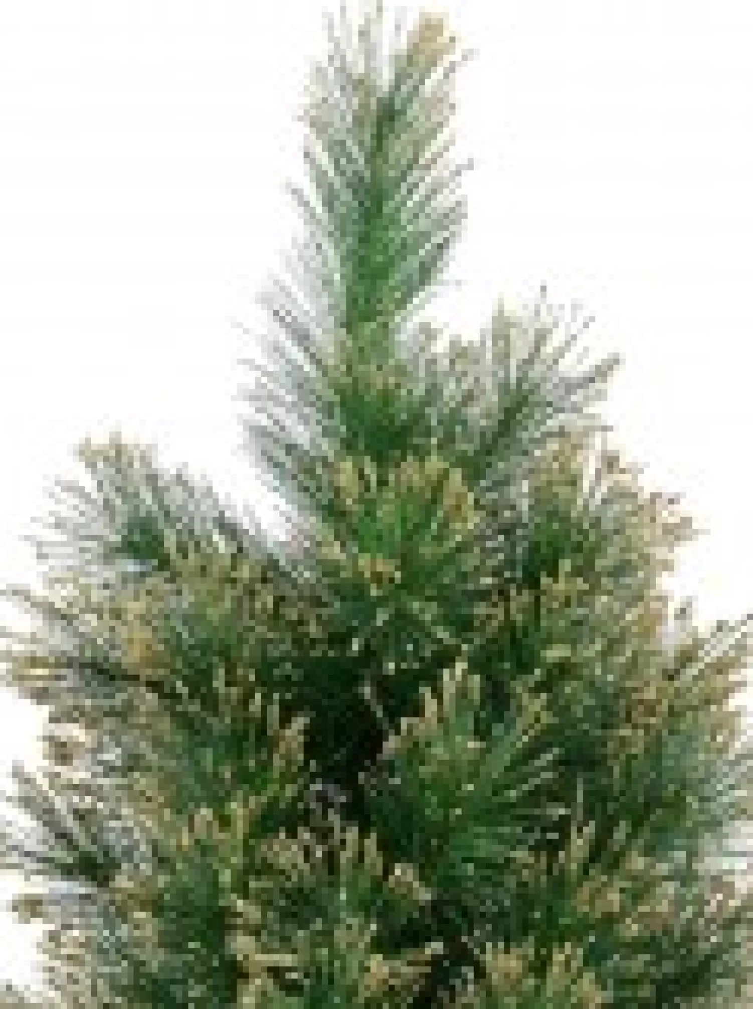 Christmas Warehouse Gold Glittered Needle Tip Pine Tabletop Christmas Tree With 96 Tips - 90Cm> Table Top Christmas Trees