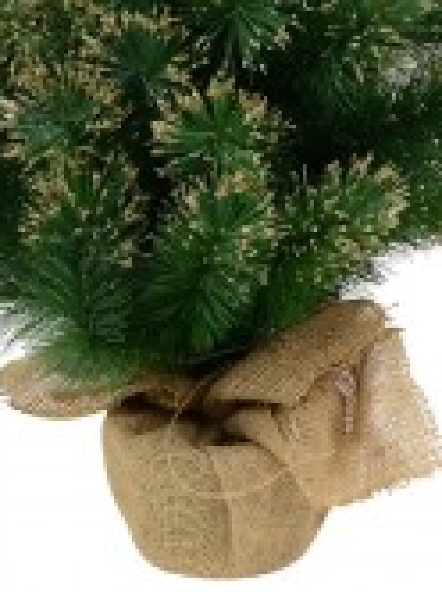Christmas Warehouse Gold Glittered Needle Tip Pine Tabletop Christmas Tree With 96 Tips - 90Cm> Table Top Christmas Trees