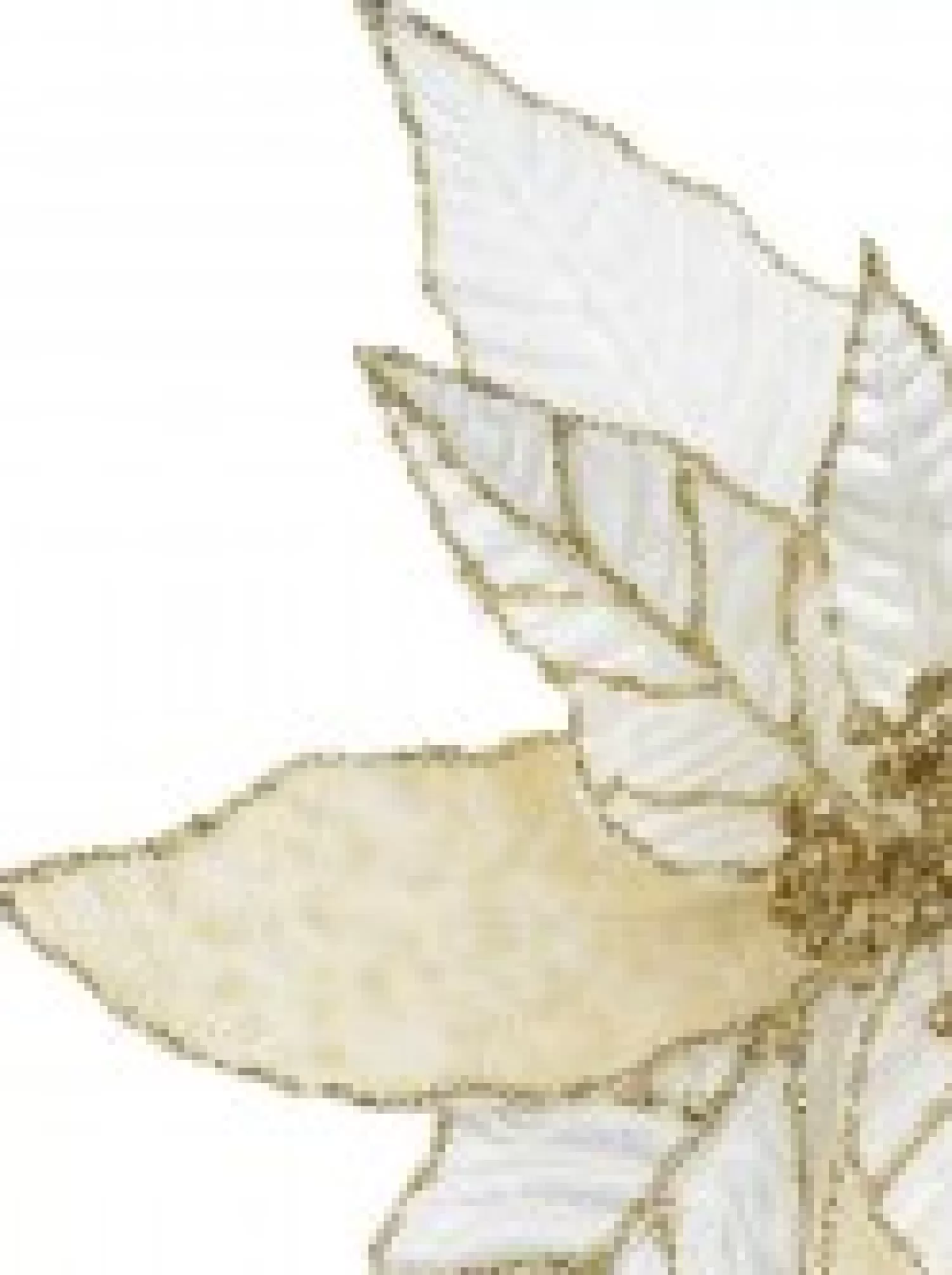 Christmas Warehouse Gold Glittered White & Cream Poinsettia Decorative Christmas Flower Pick - 28Cm> Christmas Picks