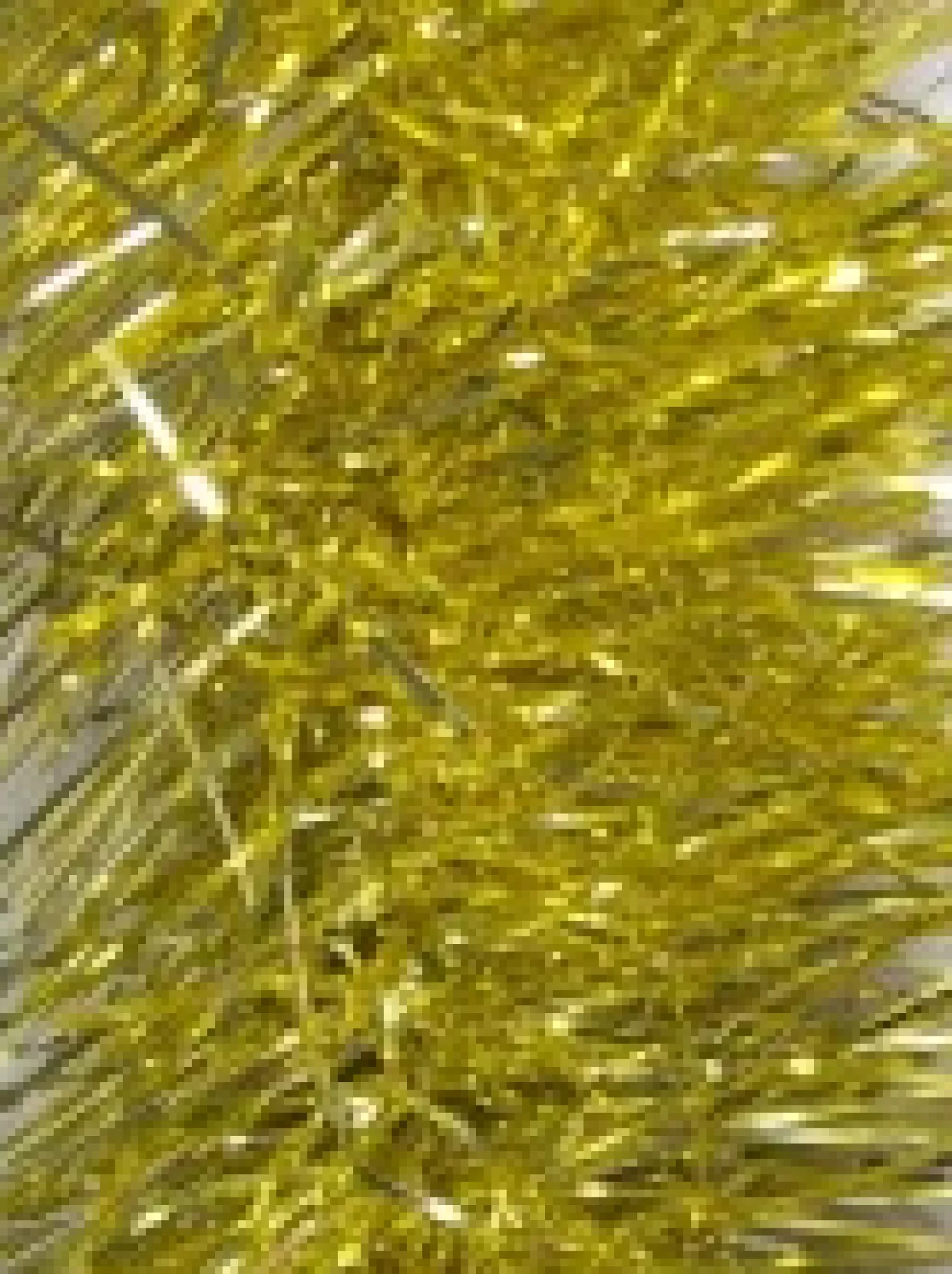 Christmas Warehouse Gold Metallic 8Ply Classic Christmas Tinsel Garland - 15Cm X 5M> Tinsel
