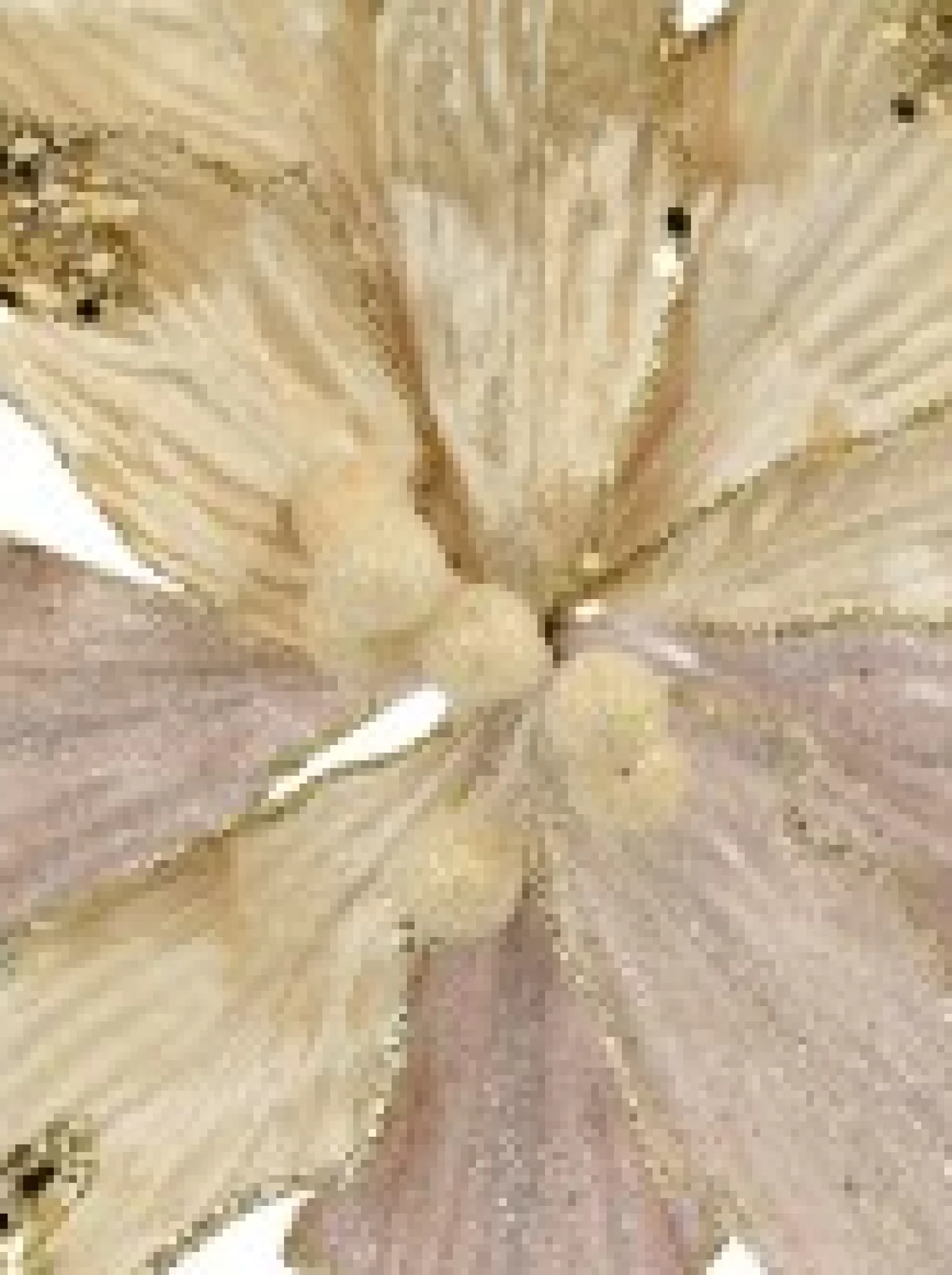 Christmas Warehouse Ivory Velour Sequin & Dew Petals Decorative Christmas Flower Pick - 25Cm> Christmas Picks