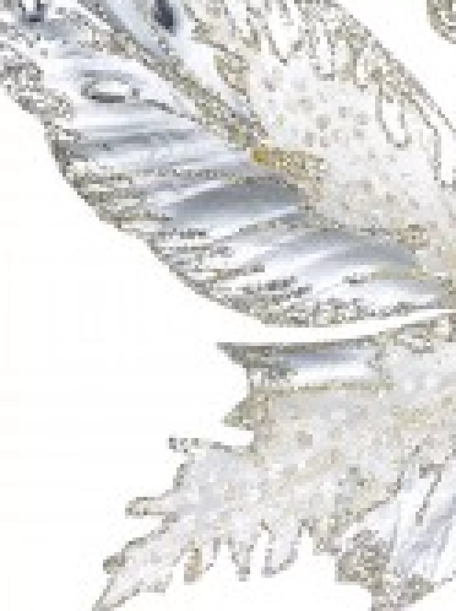 Christmas Warehouse Large Platinum Butterfly With Sheer Wings Decorative Christmas Pick - 32Cm> Christmas Picks
