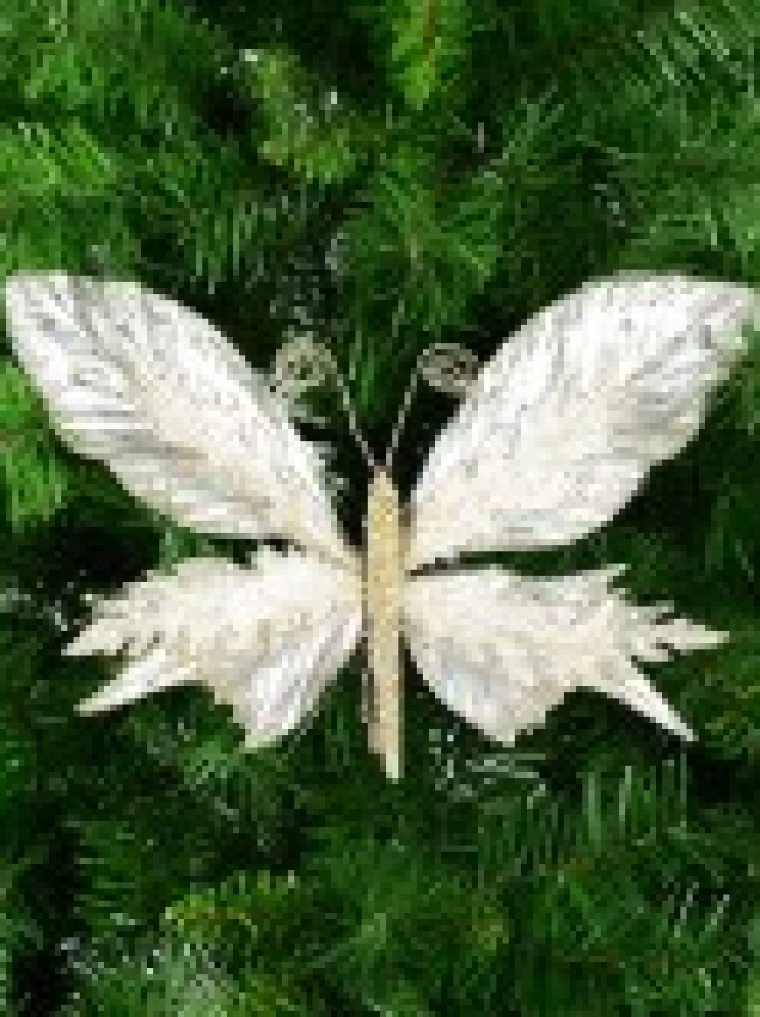 Christmas Warehouse Large Platinum Butterfly With Sheer Wings Decorative Christmas Pick - 32Cm> Christmas Picks