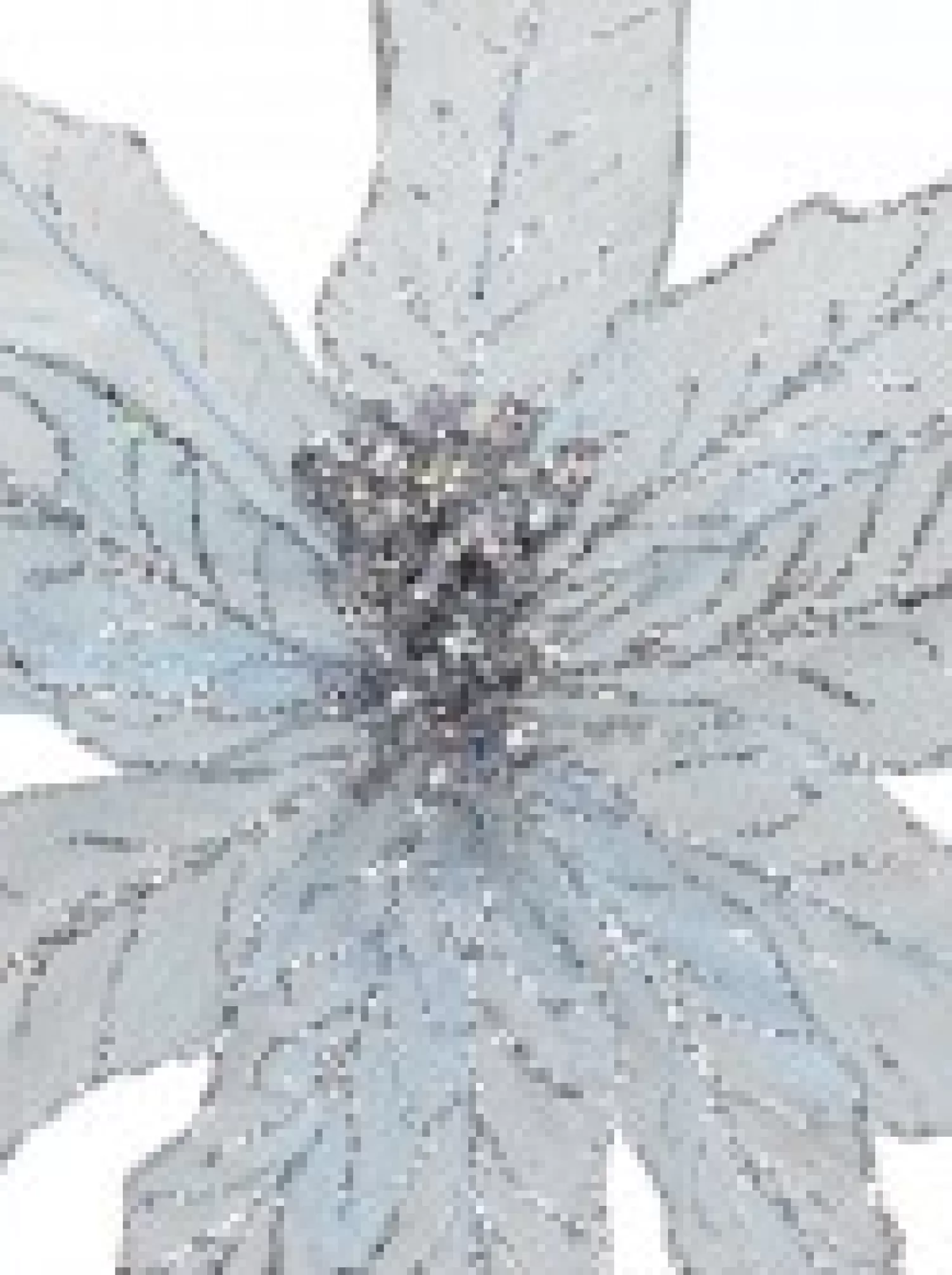 Christmas Warehouse Light Baby Blue Glittered Mesh Leaf Poinsettia Christmas Flower Pick - 28Cm> Christmas Picks