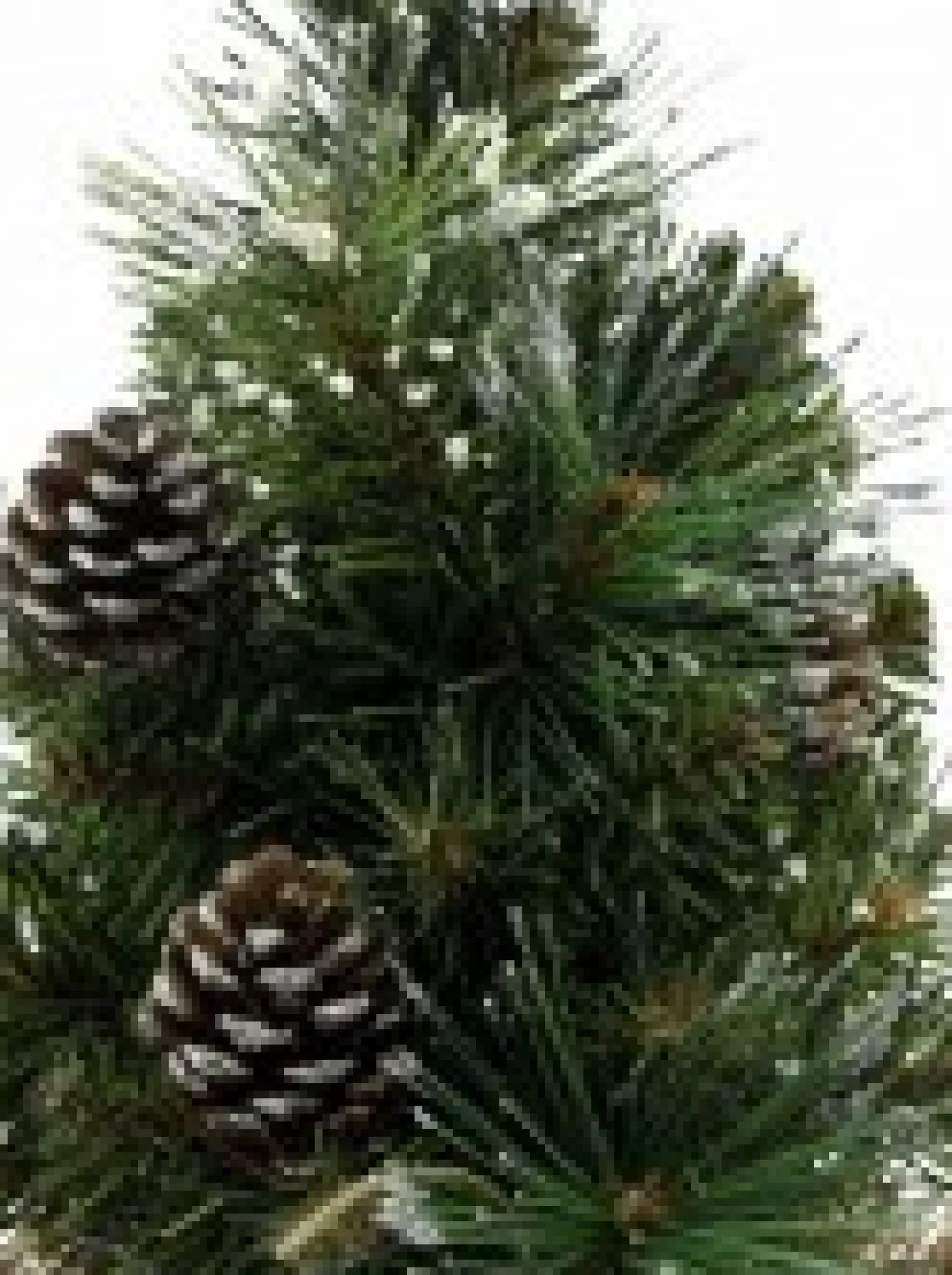Christmas Warehouse Morning Frost With Pine Cones Table Top Christmas Tree With 37 Tips - 30Cm> Table Top Christmas Trees