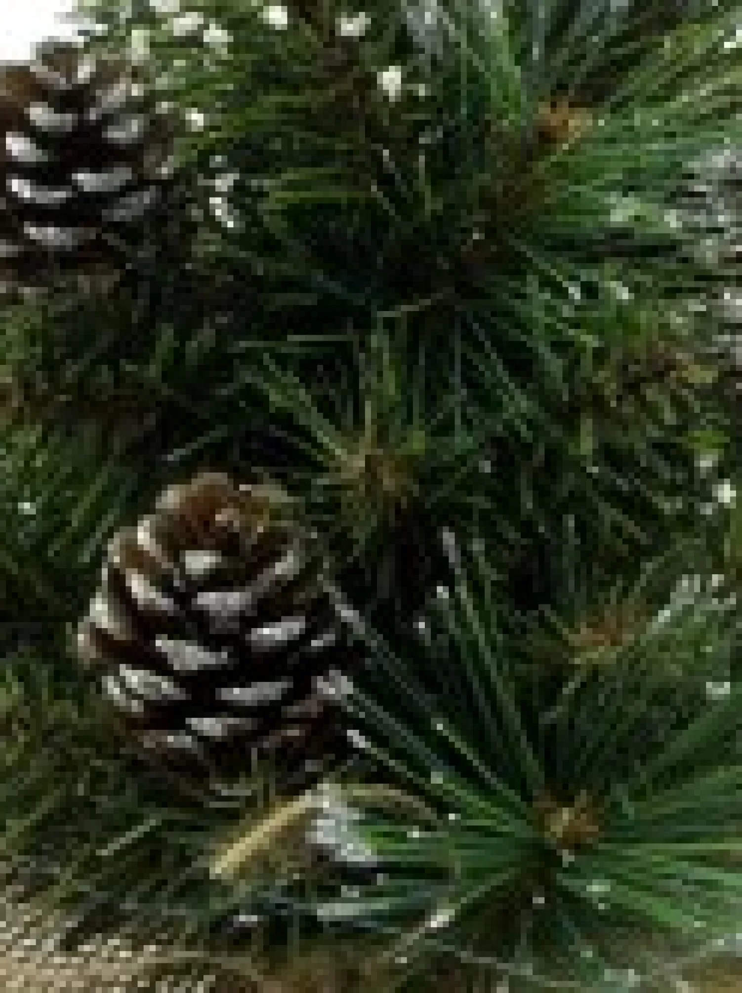 Christmas Warehouse Morning Frost With Pine Cones Table Top Christmas Tree With 37 Tips - 30Cm> Table Top Christmas Trees