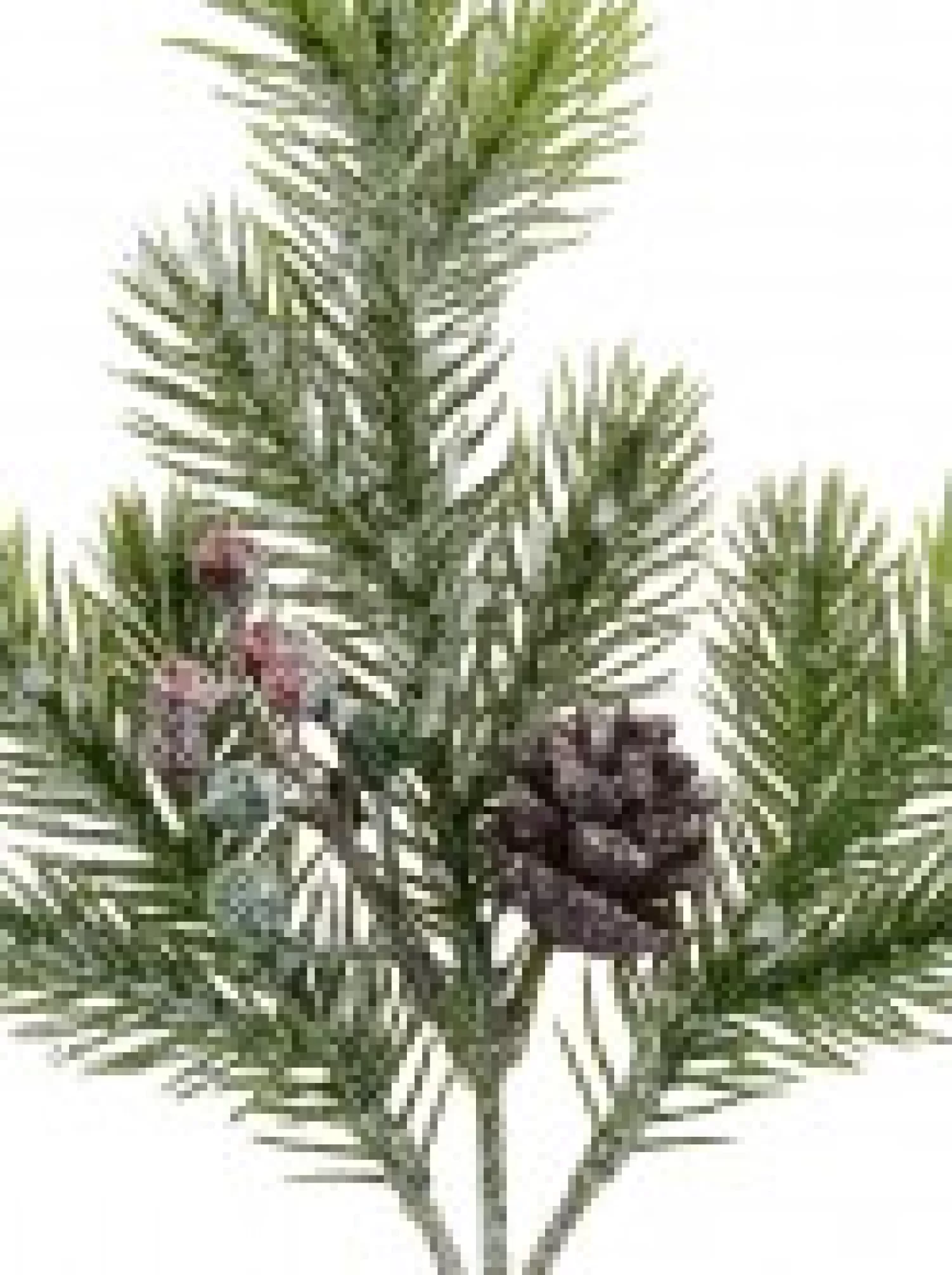 Christmas Warehouse Pine Cone & Berry Frosted Natural Look Pine Christmas Spray - 32Cm> Christmas Picks